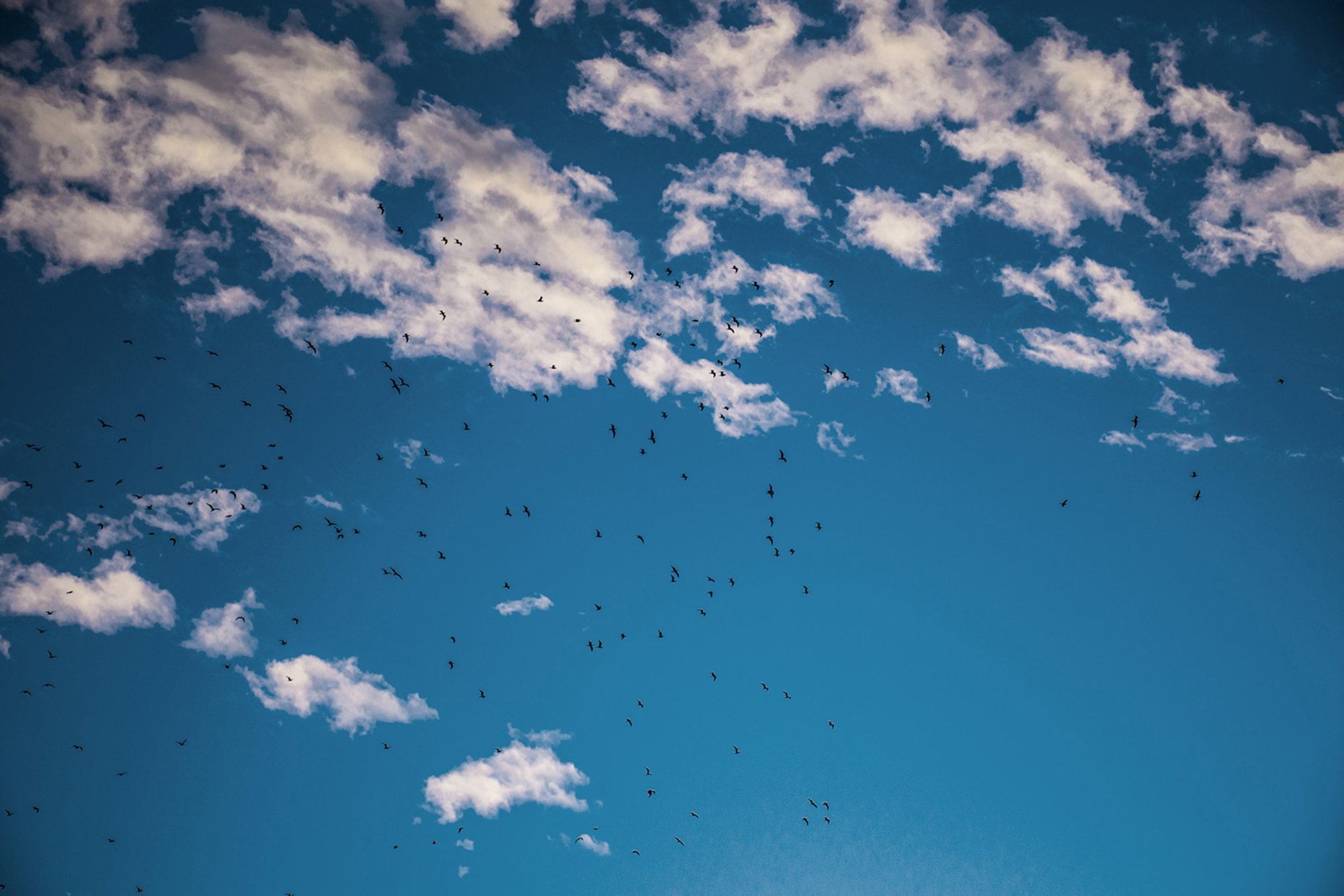 Evening Birds