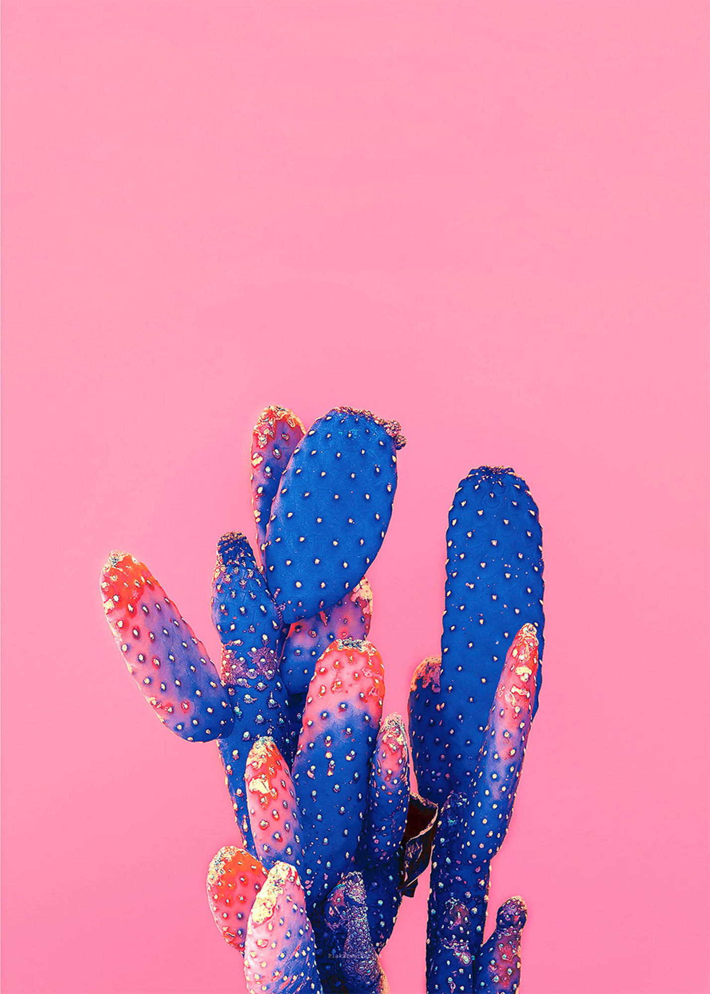 Love Pink Kaktus