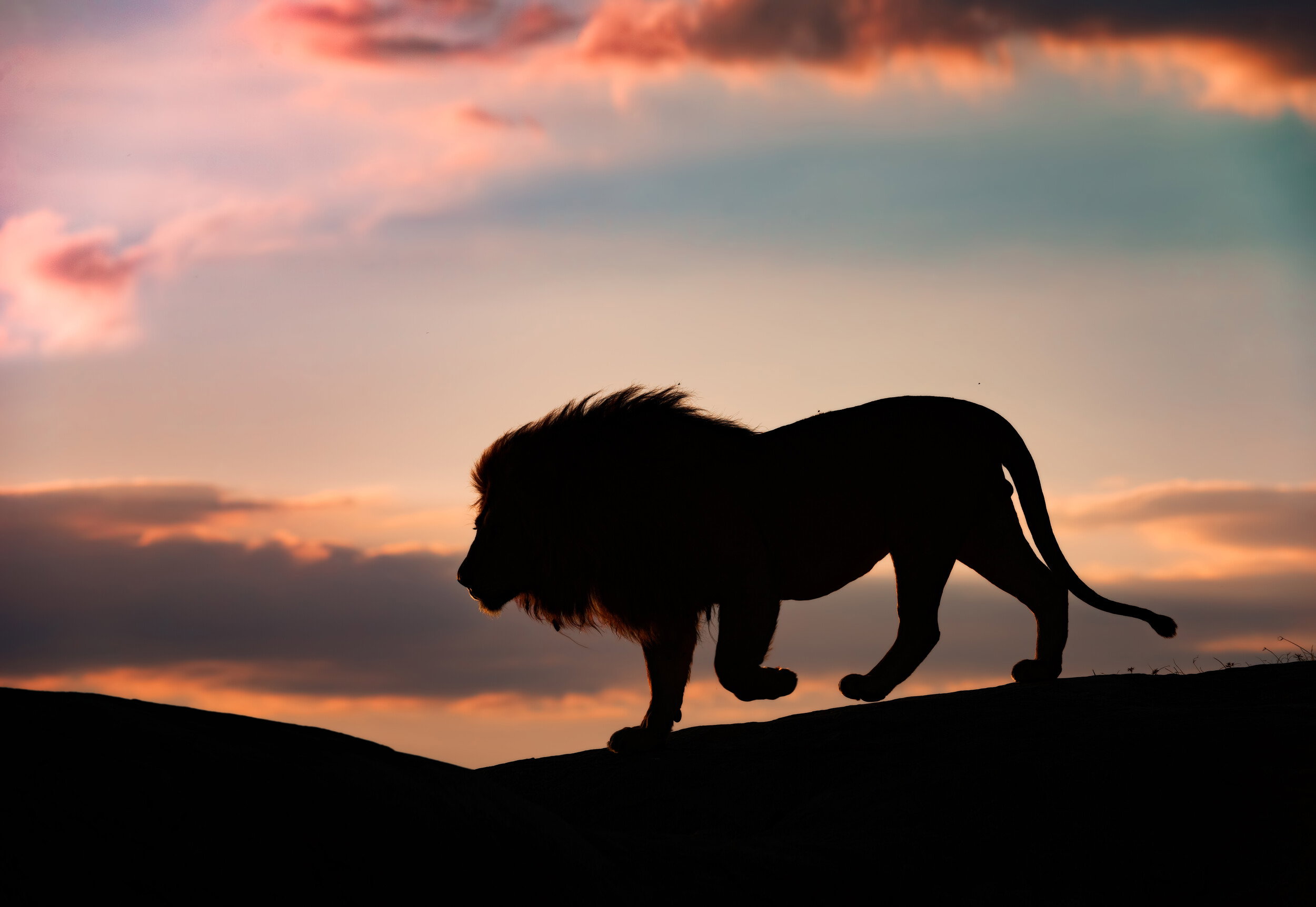 Majestic Lion Sunset