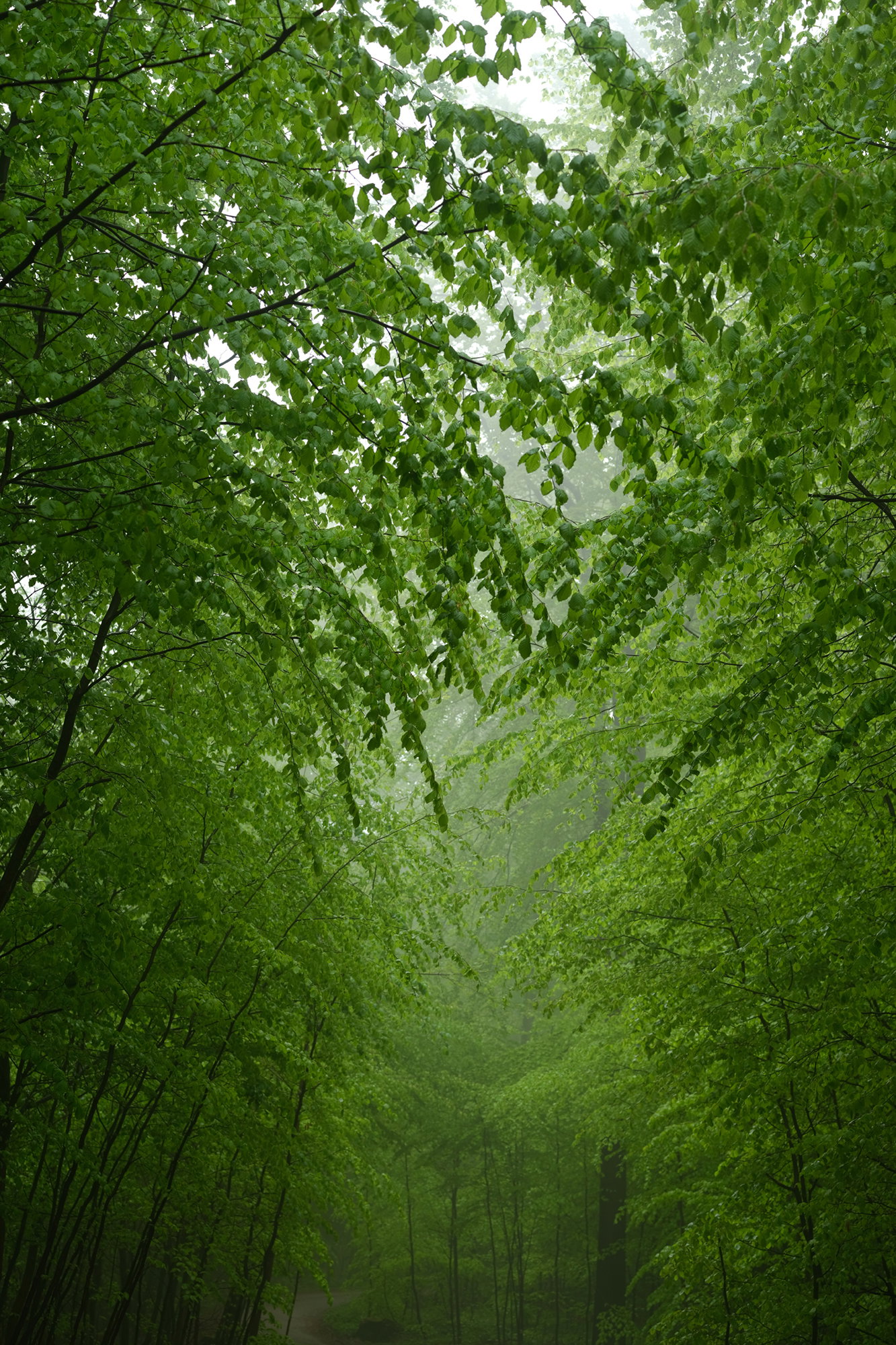 Risskov3