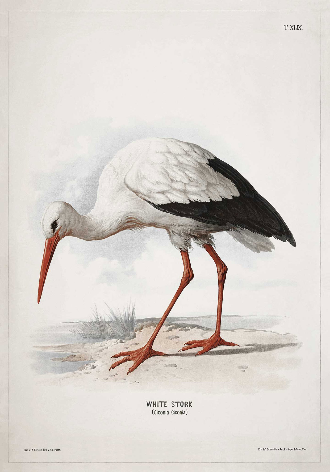 White Stork