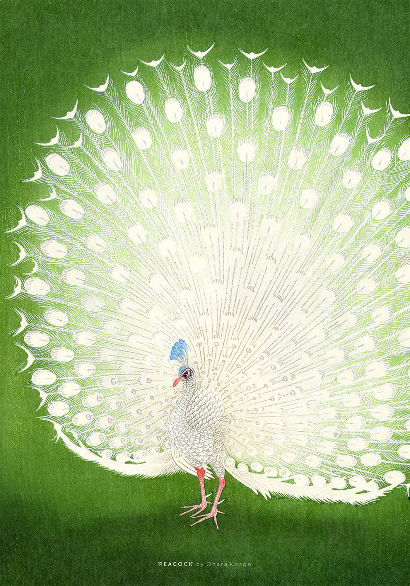 Peacock