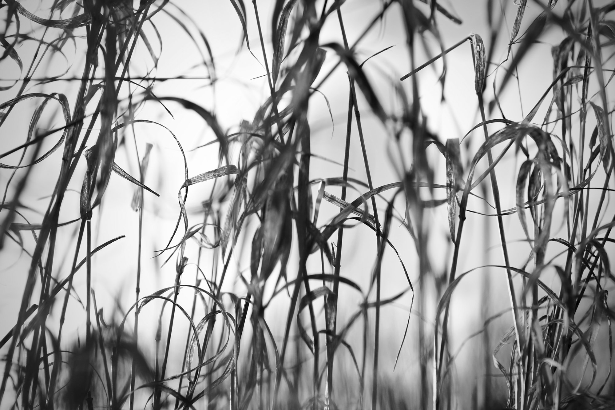 Natur3