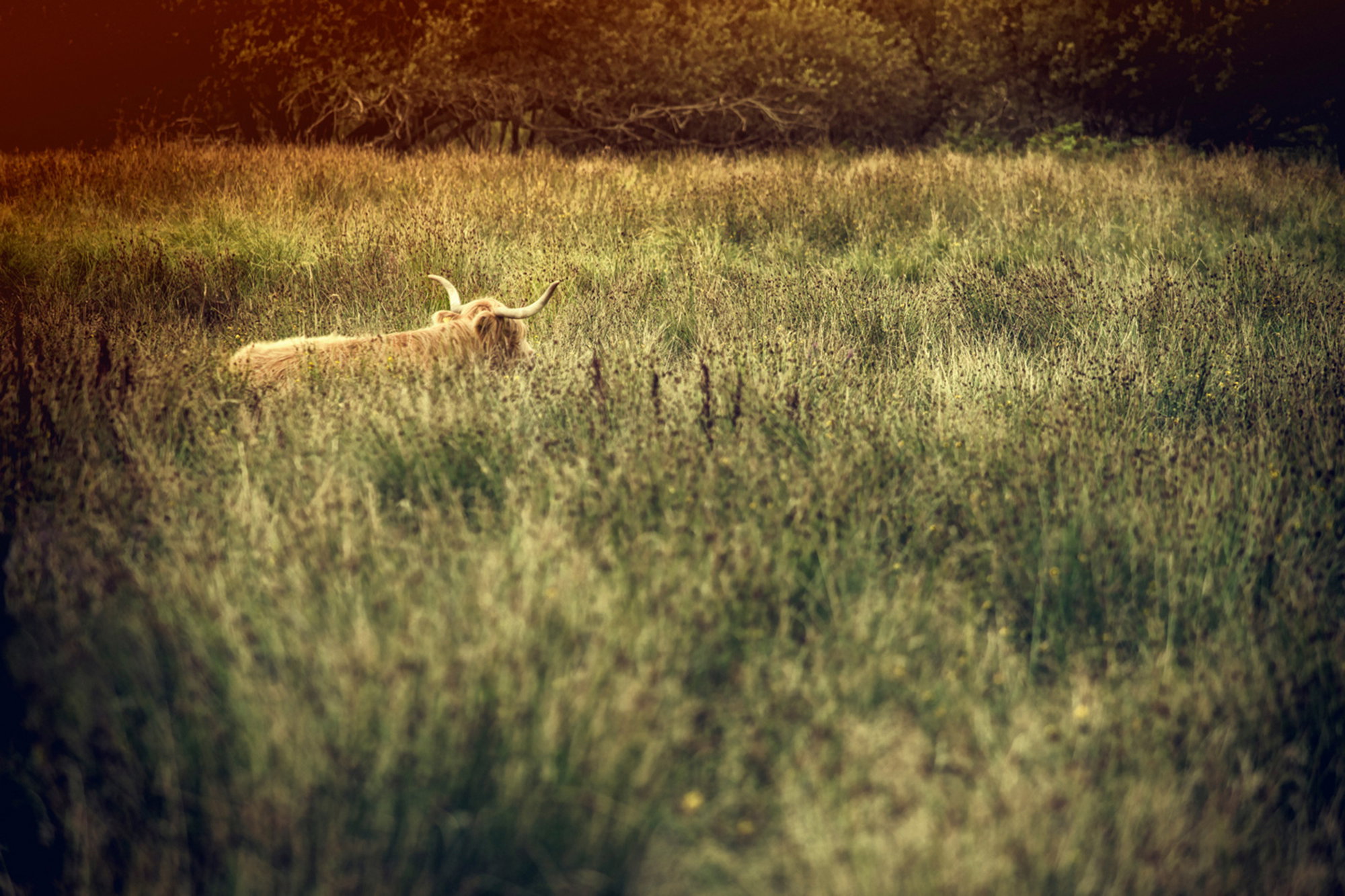 Pasture