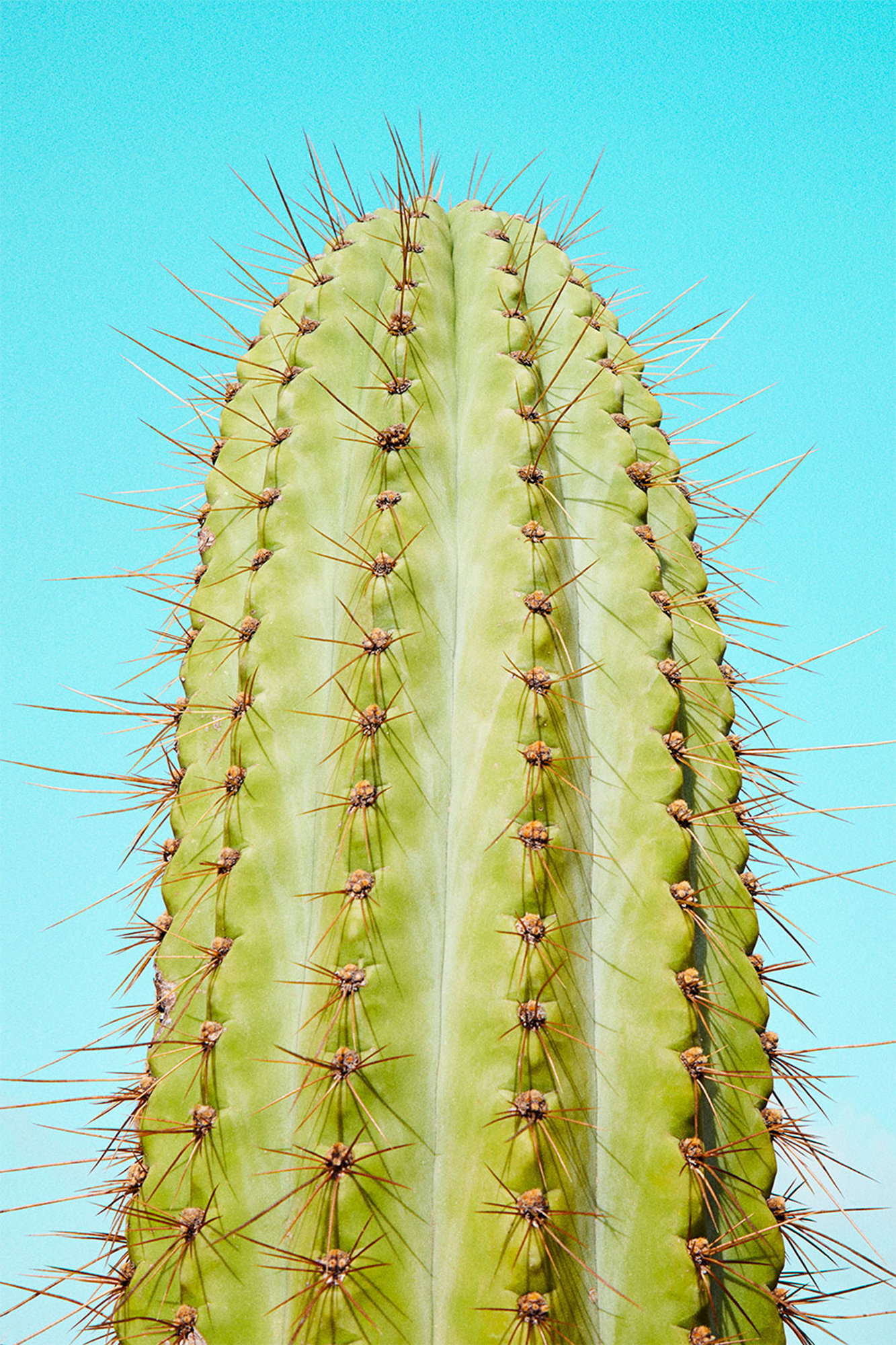 Cactusland no. 5