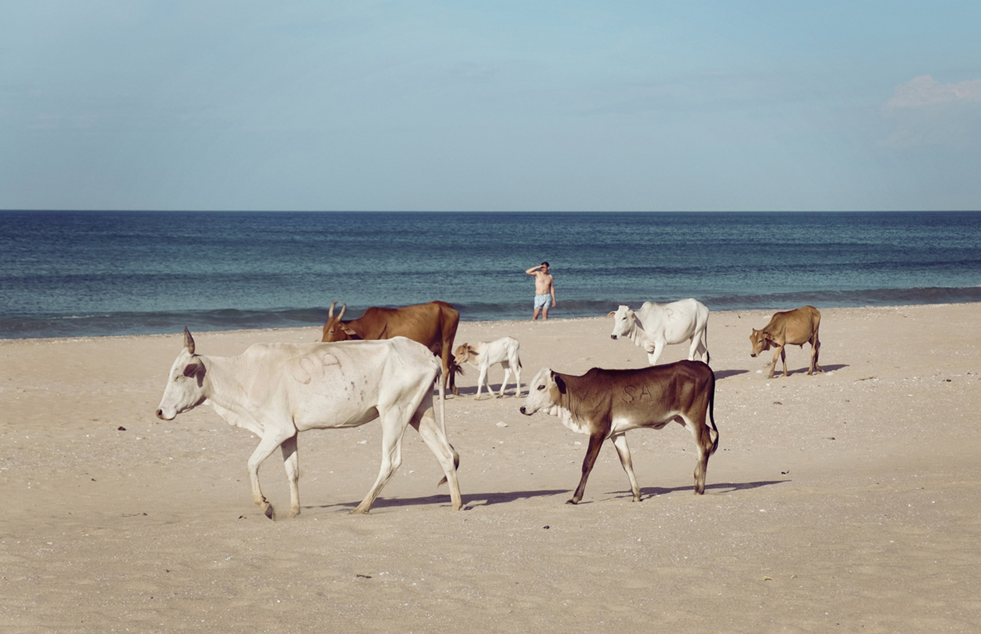 Cows at the beach