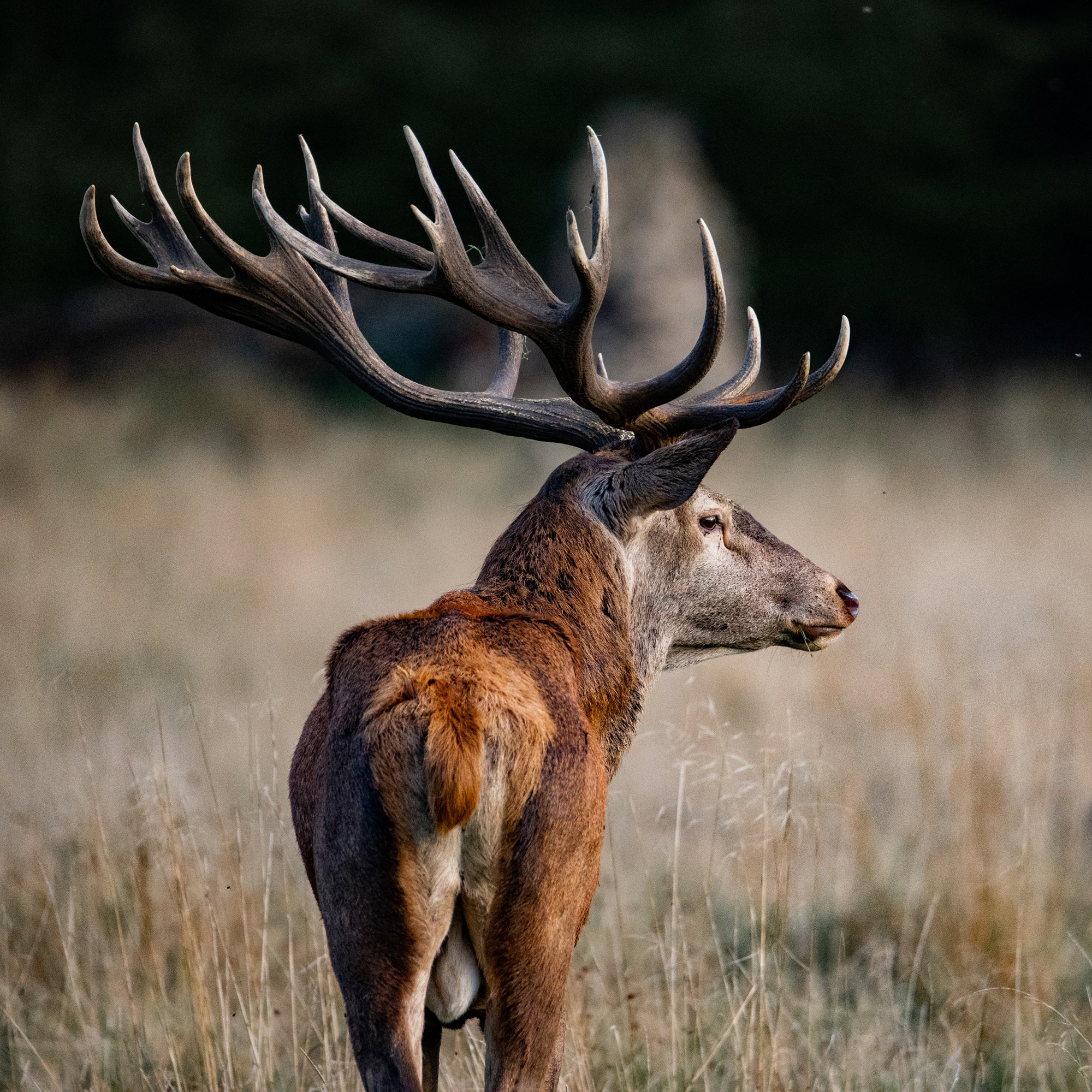The king with his crown