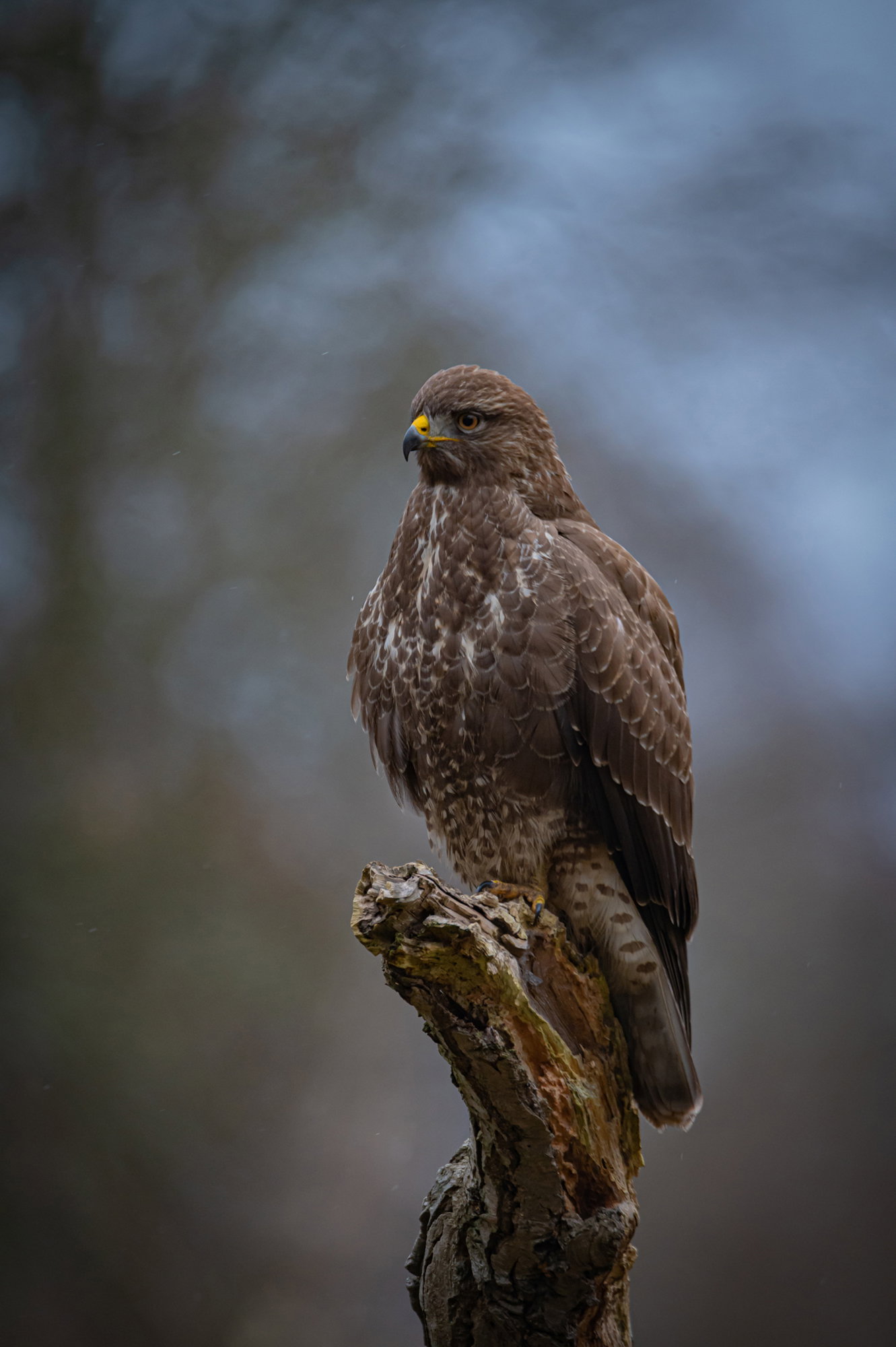 The buzzard