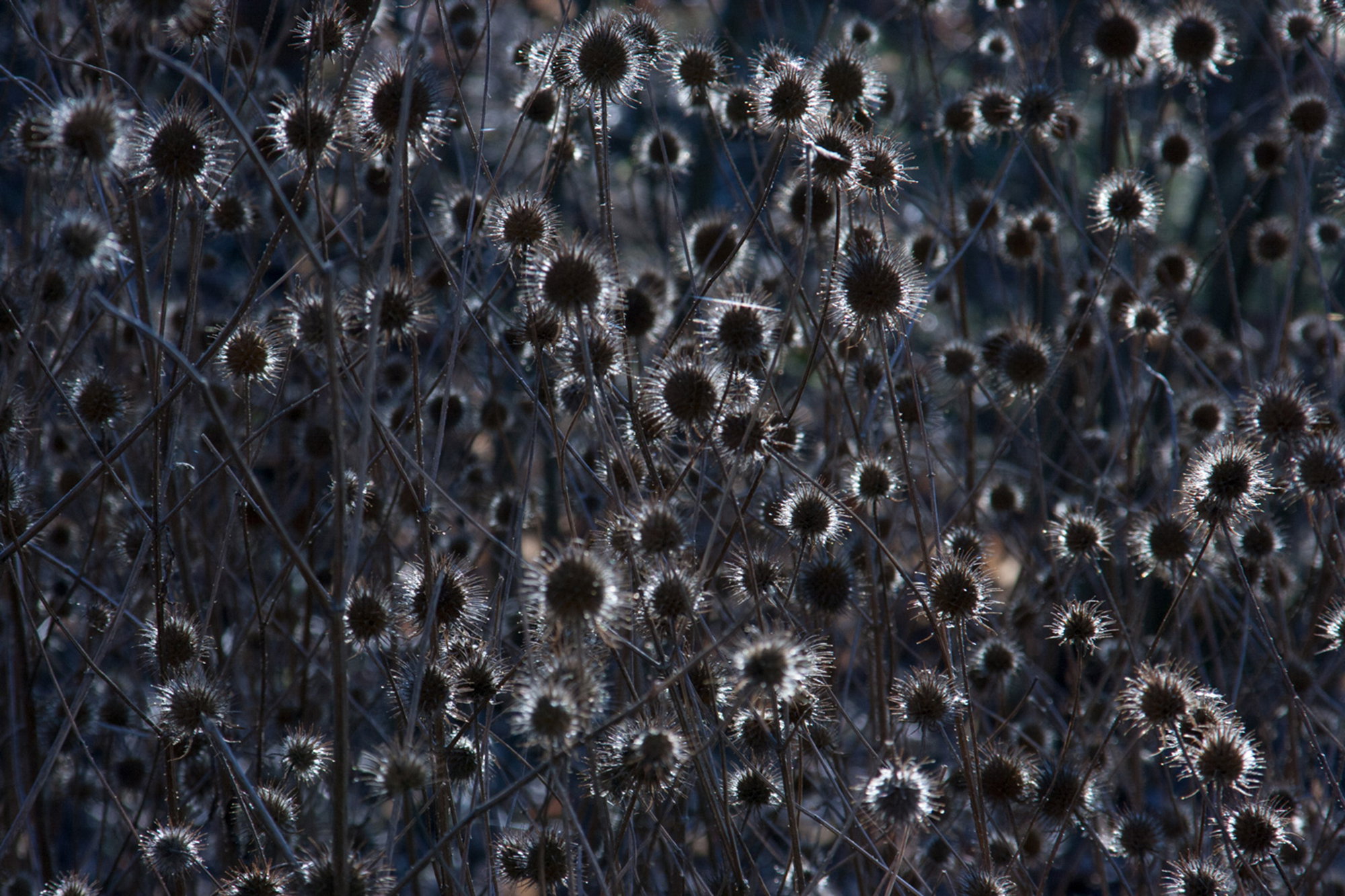 Thistle Light