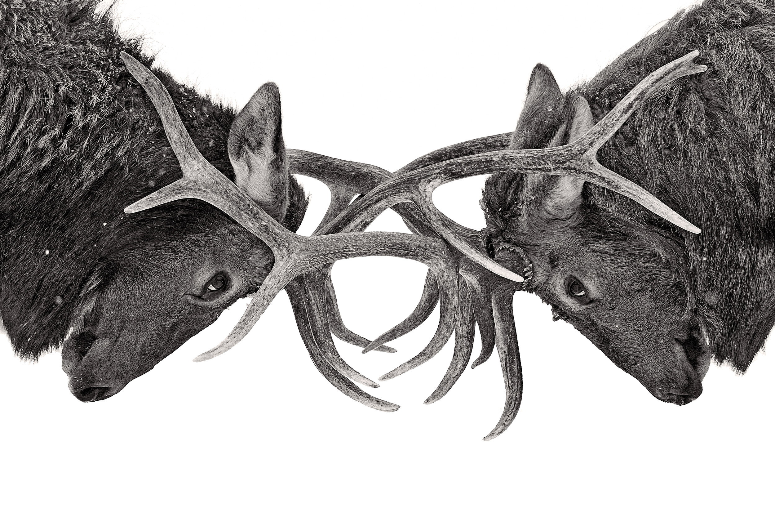 Intense Elk Battle