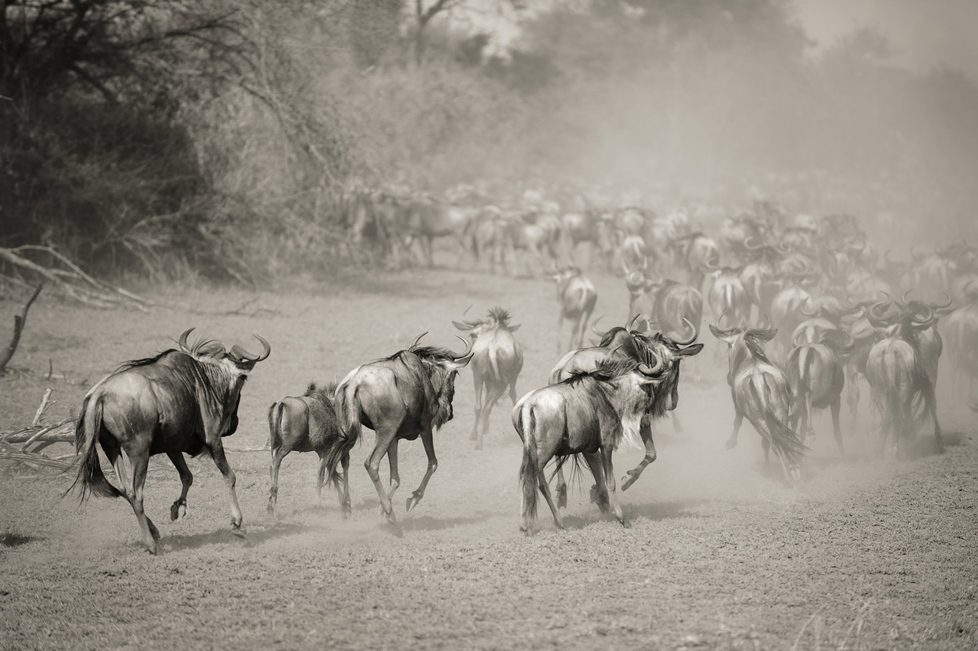 Wilderbeest in Serengeti