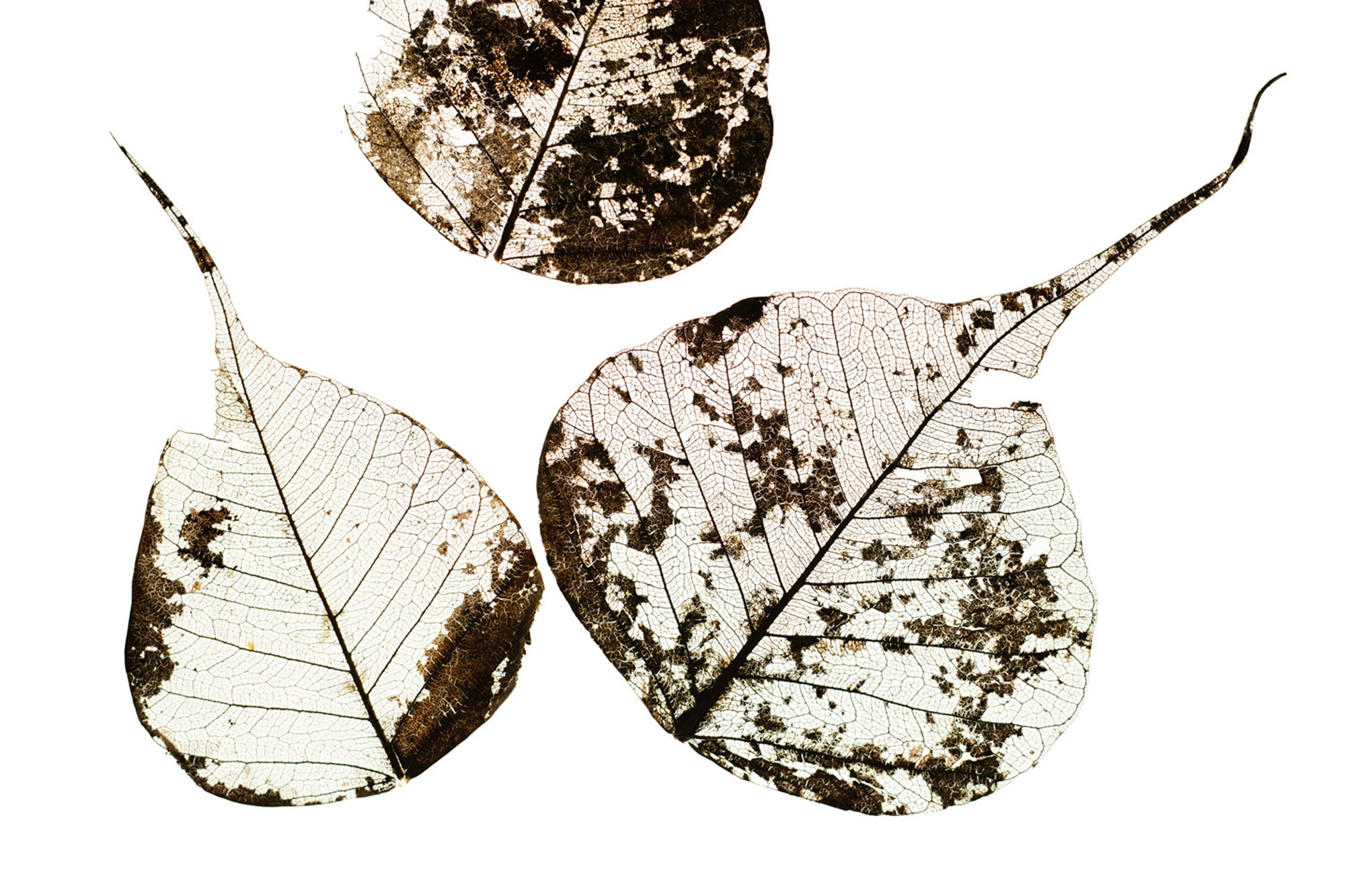 Fallen Leaves #3