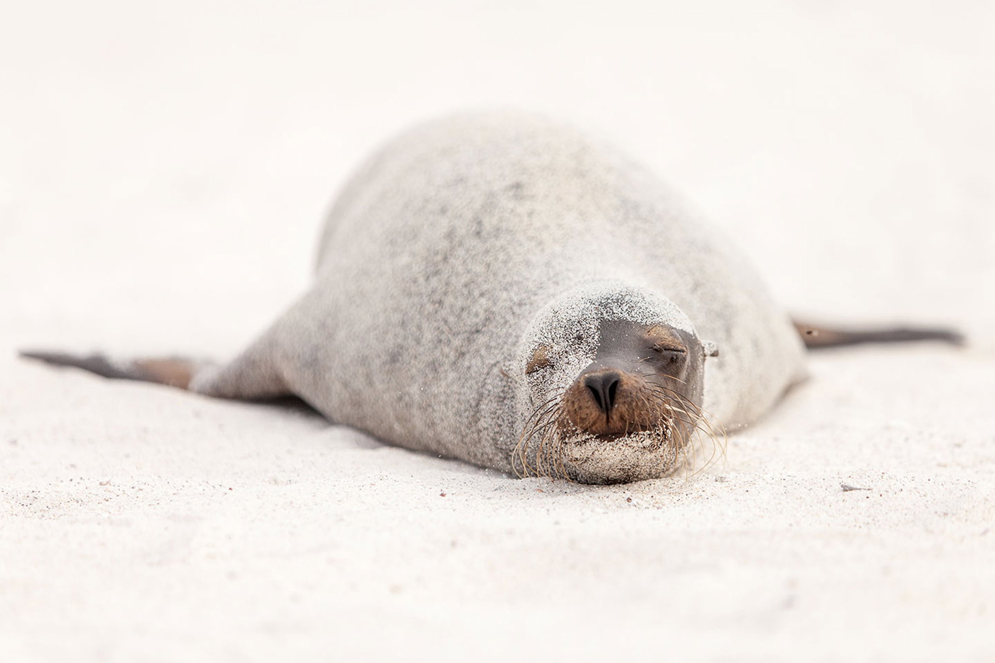 Sea lion in disquise
