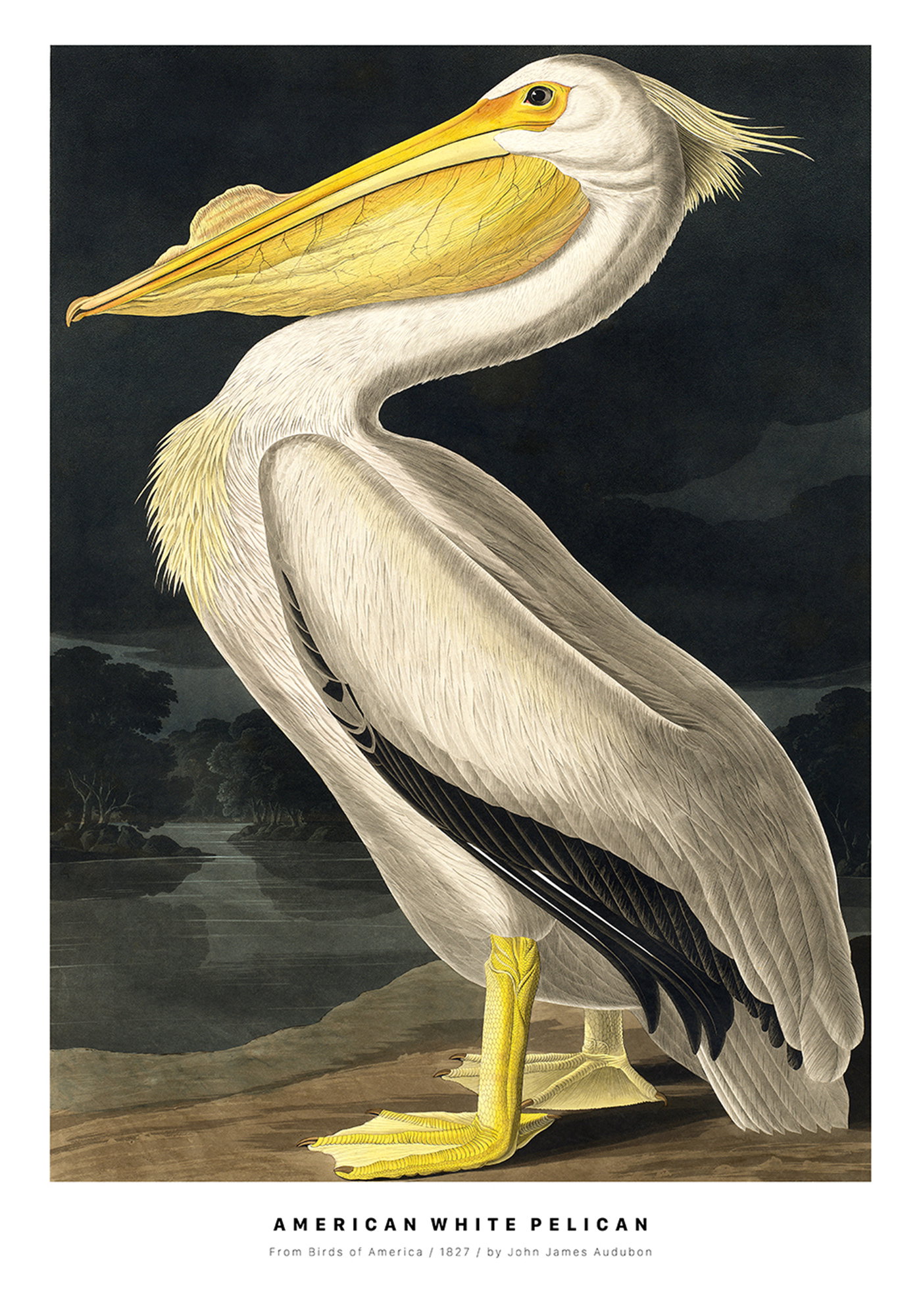 American White Pelican