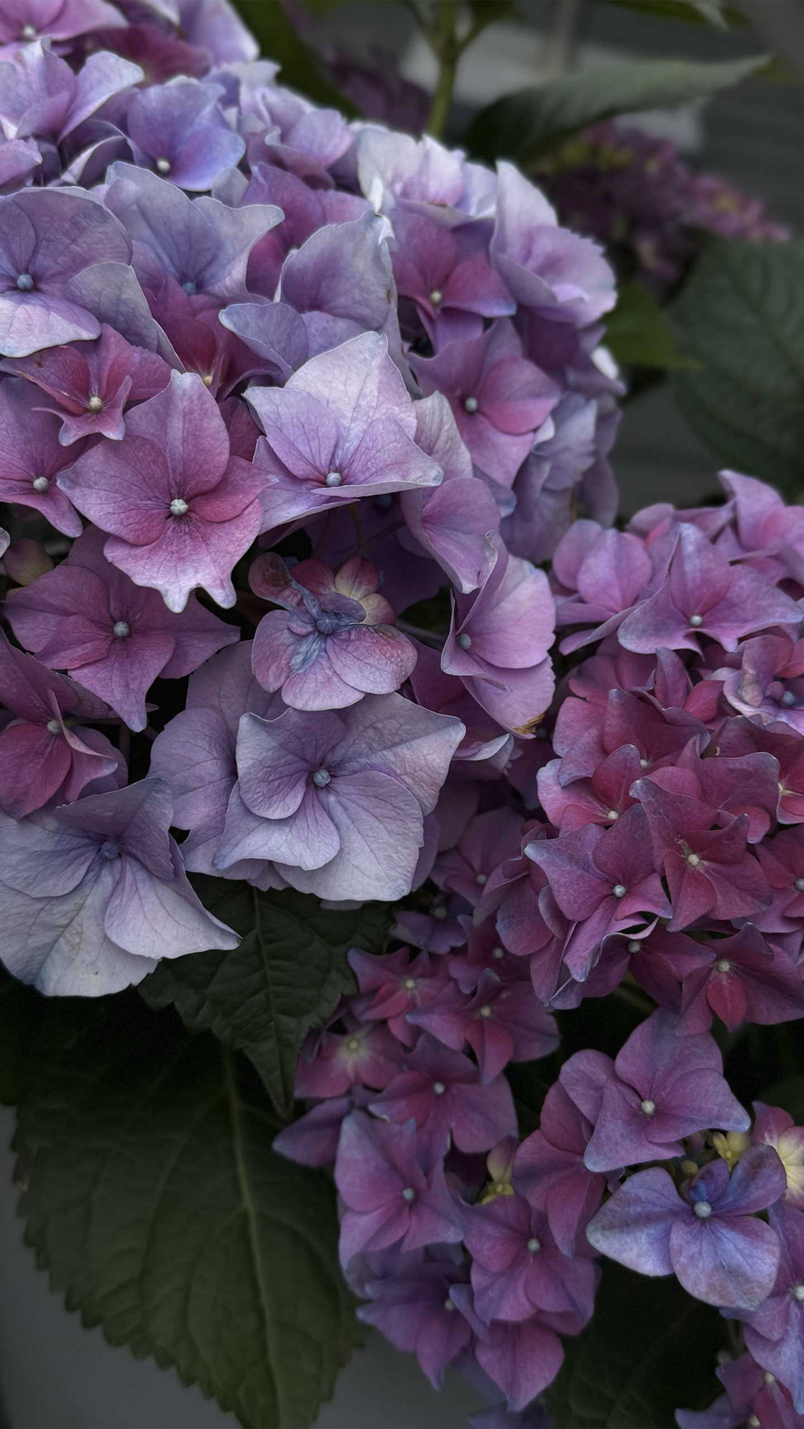Smukke blomster