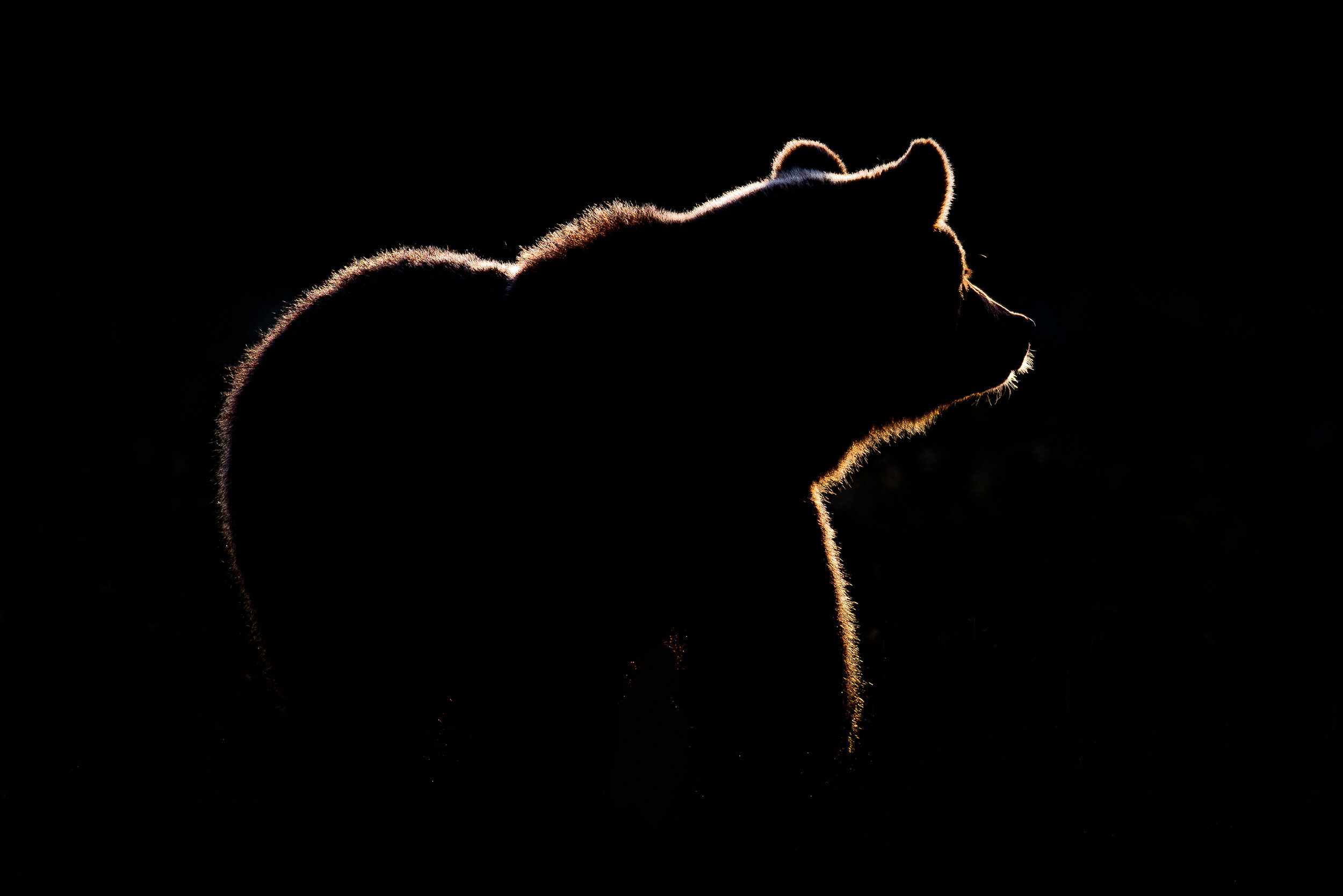 Golden Bear Silhouette