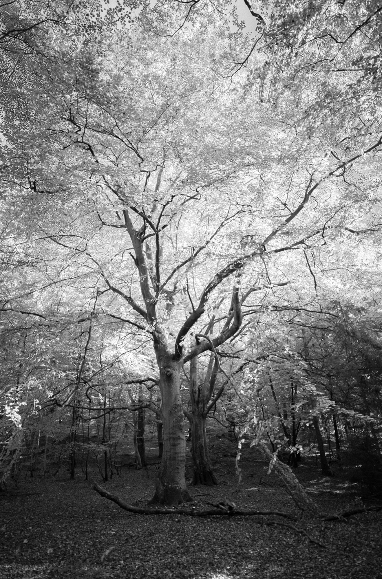 And then I found a tree