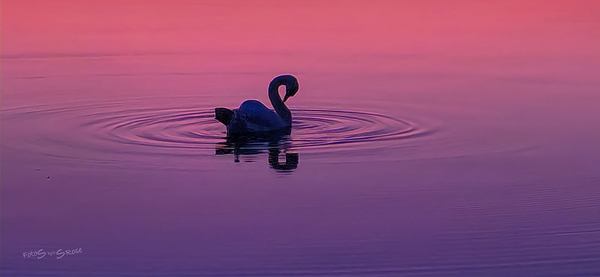 Svane i Pink Solnedgang