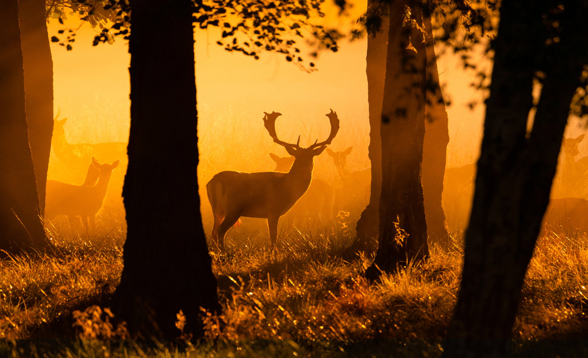 Early morning rays of light