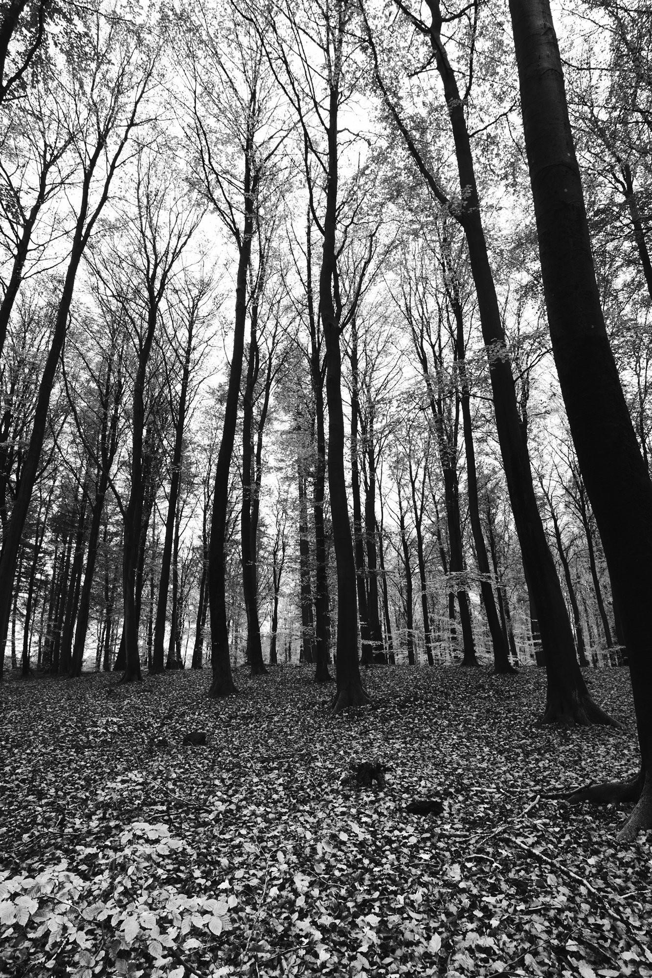 Trees