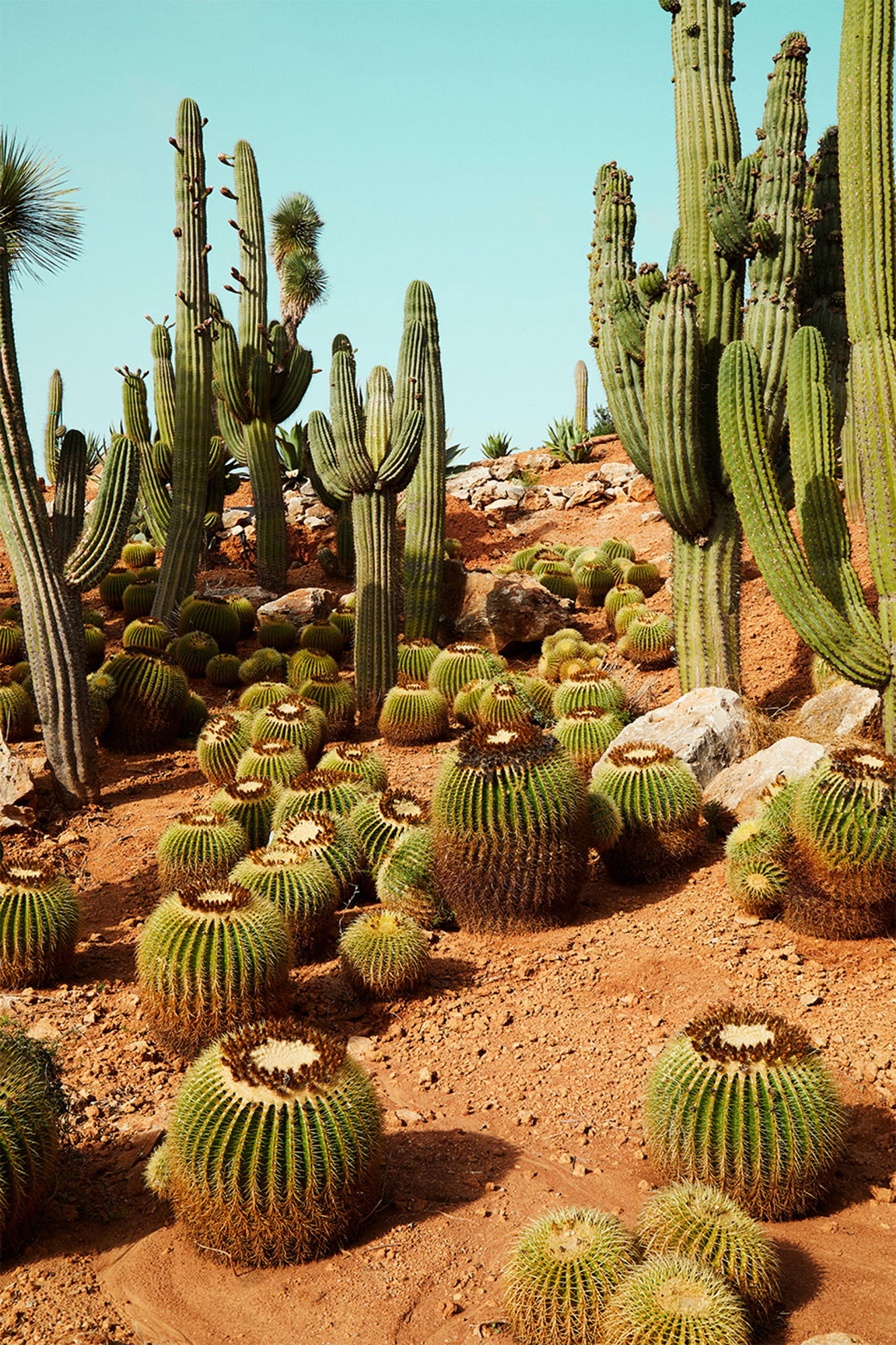 Cactusland no. 1