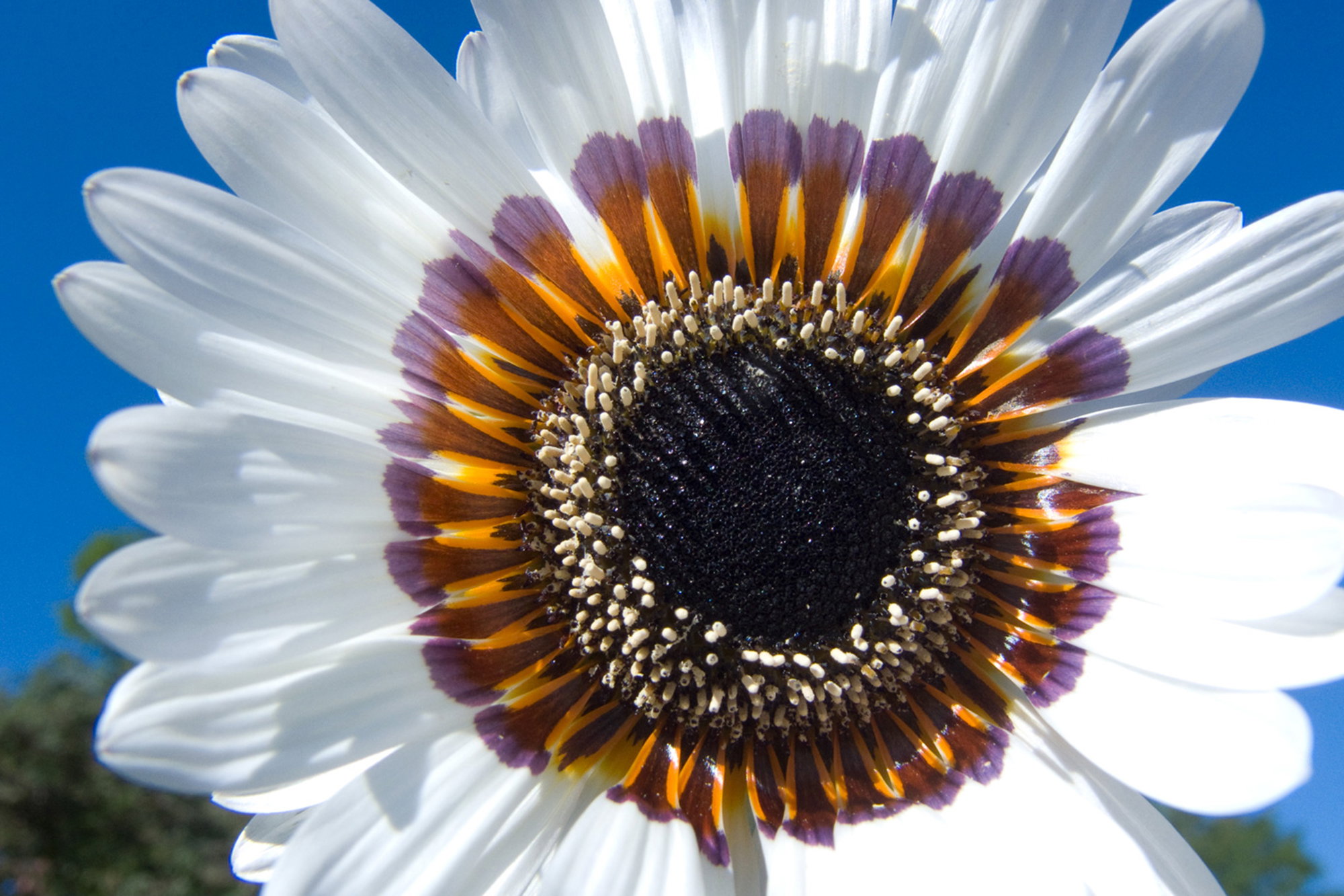 Blooming White