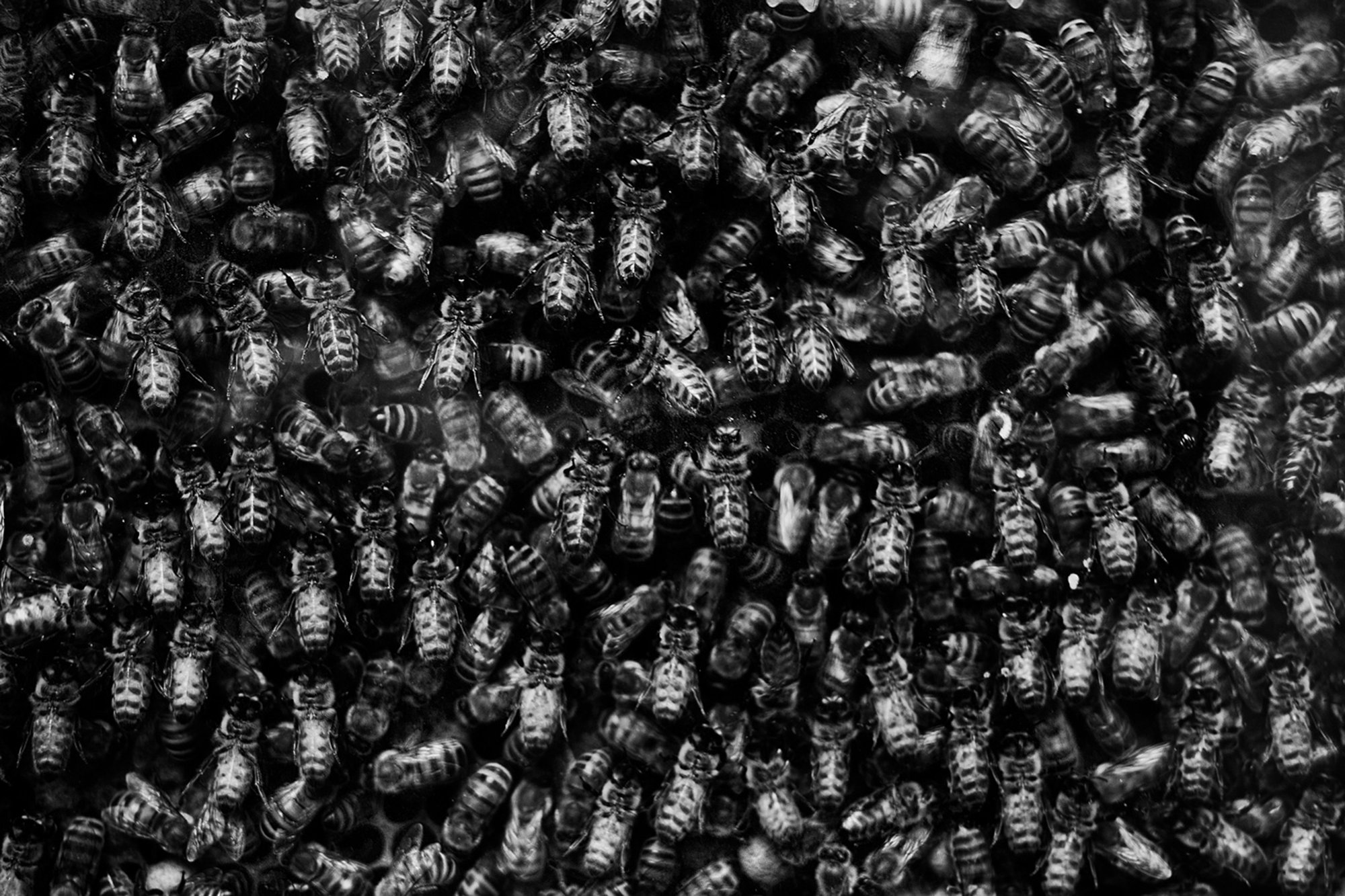 Bees