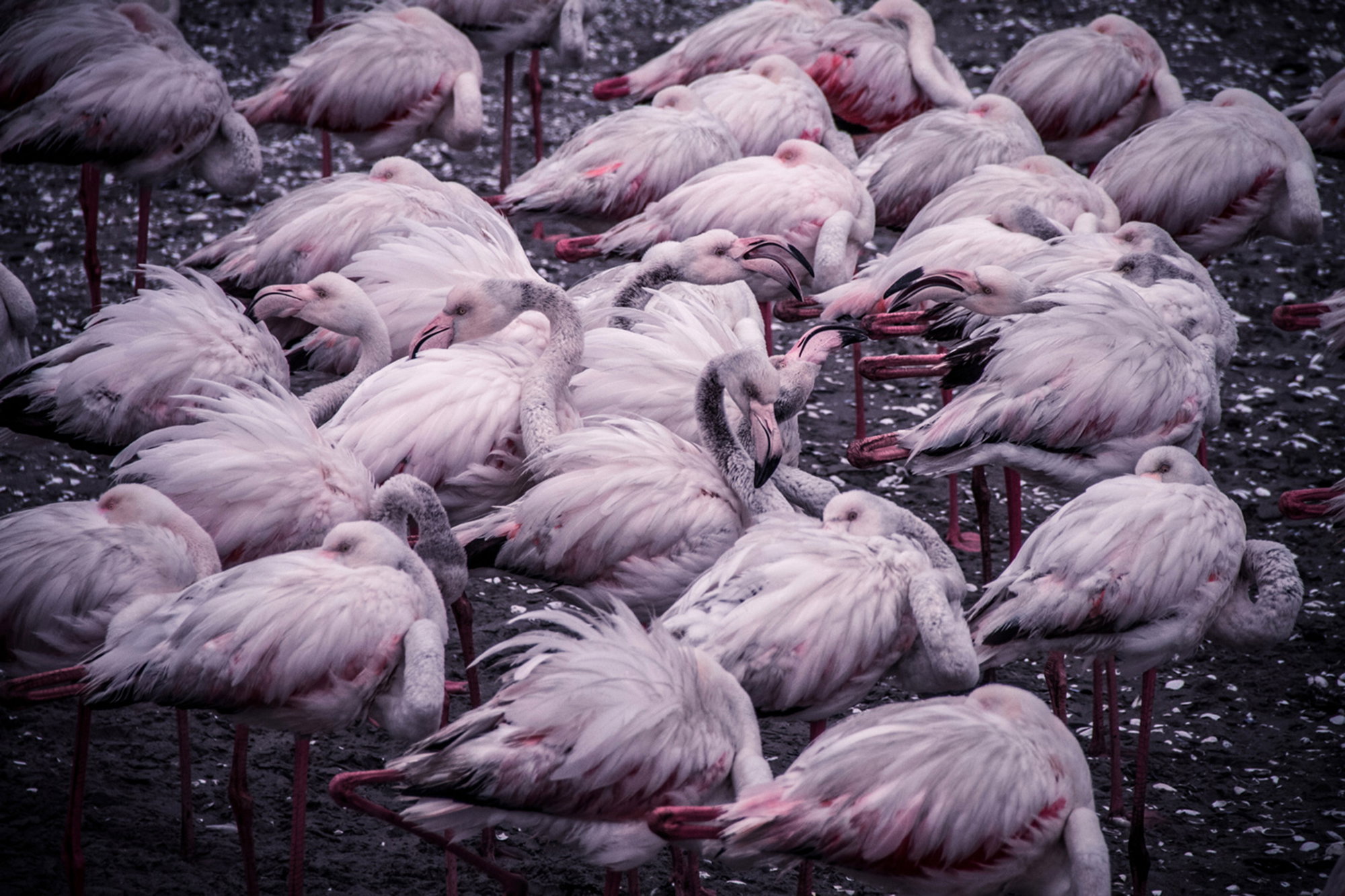 Flamingo Cluster
