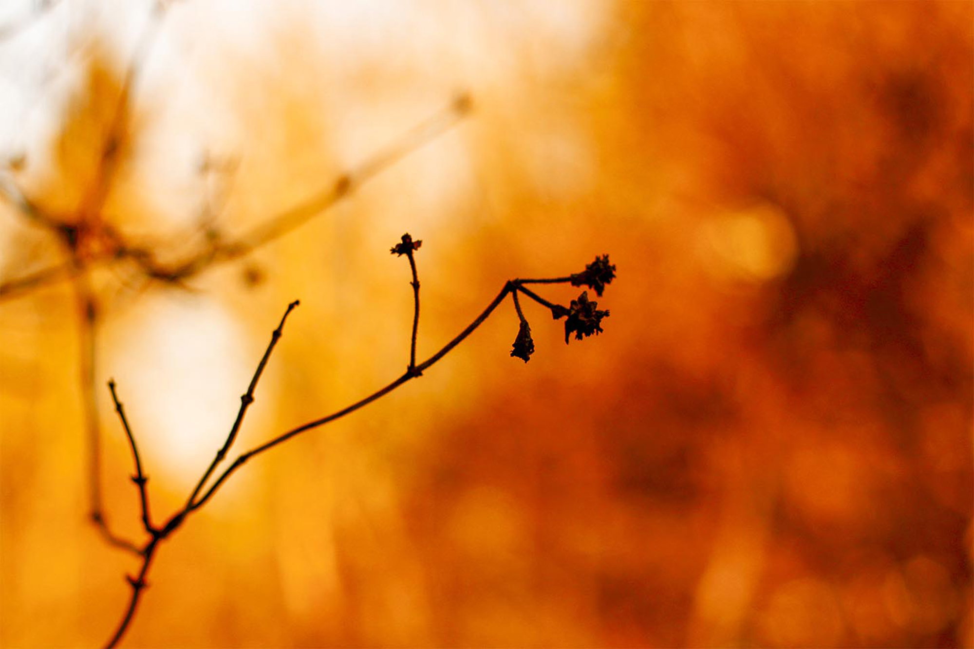 Golden branches
