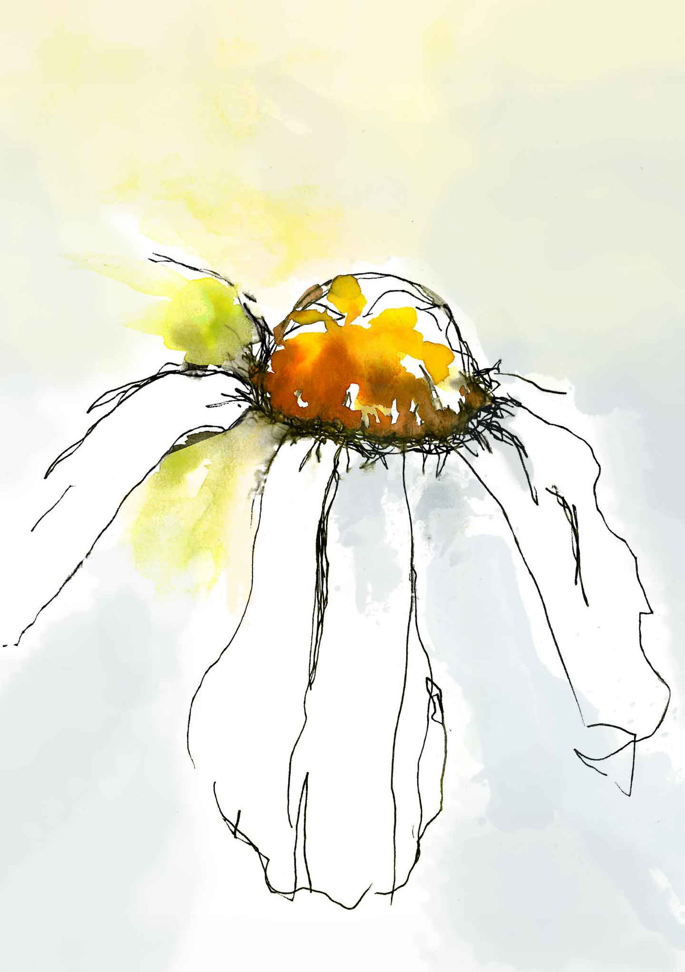 Fallen Daisy