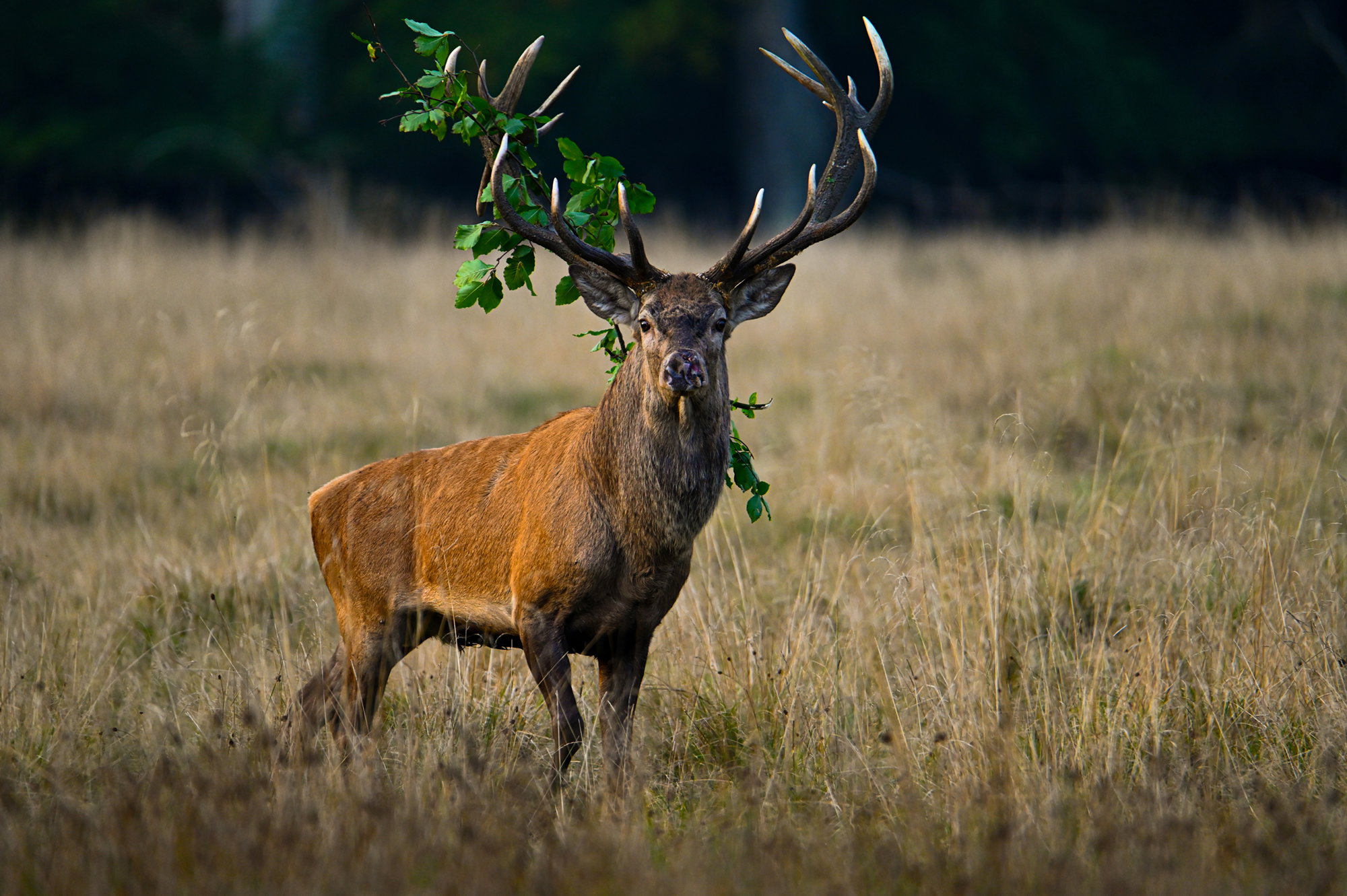 Red deer stag with accessories
