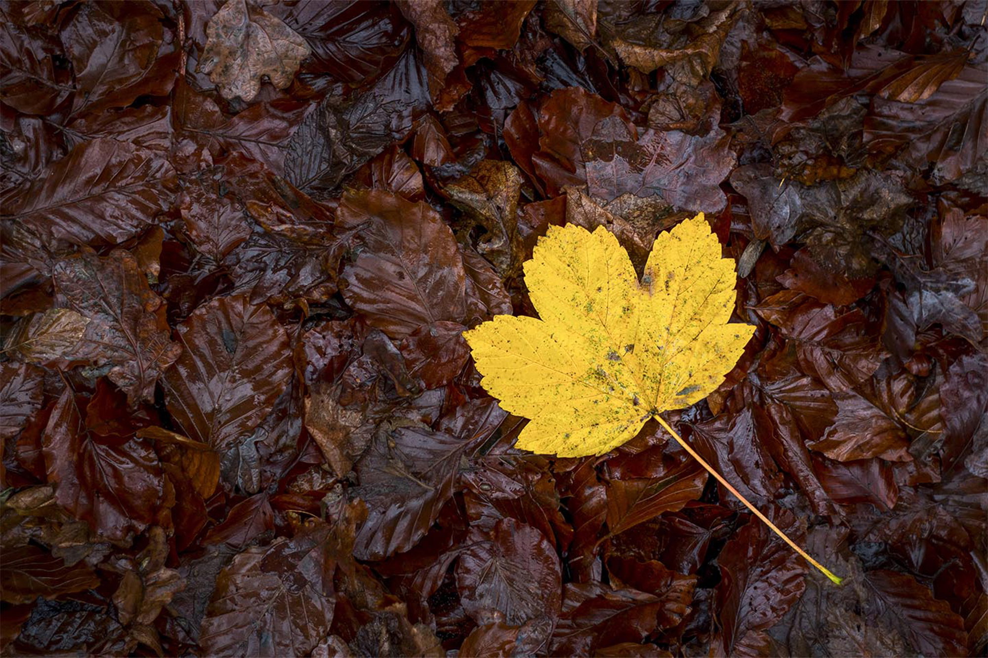 Yellow autumn leaf