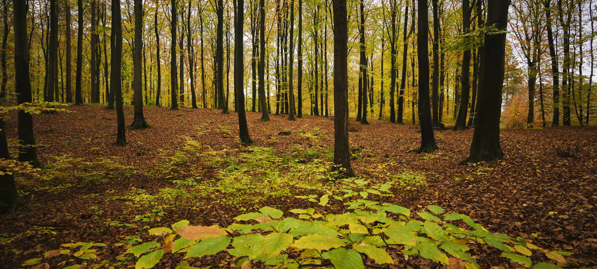 Road of leafs