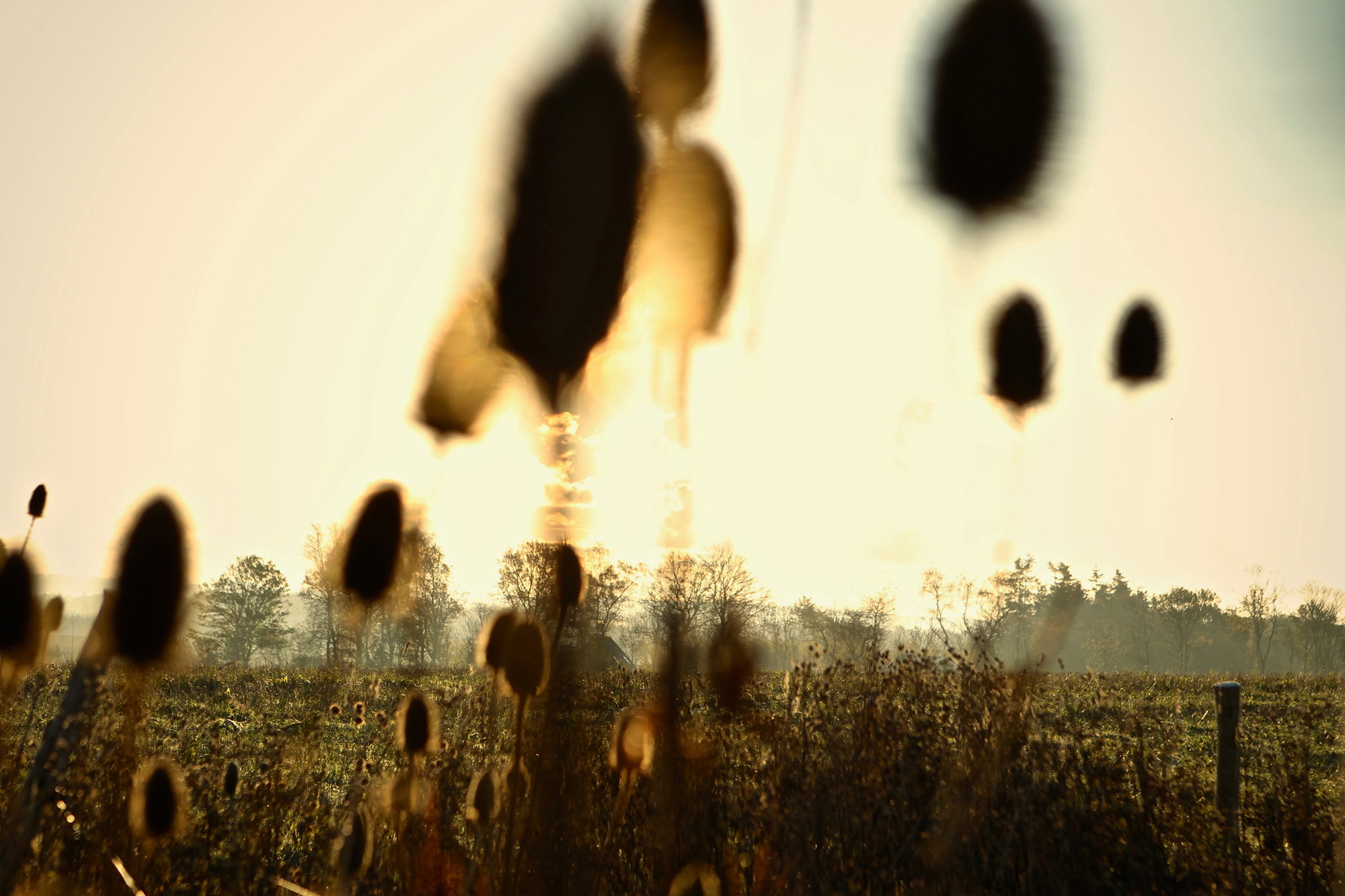 Natur6