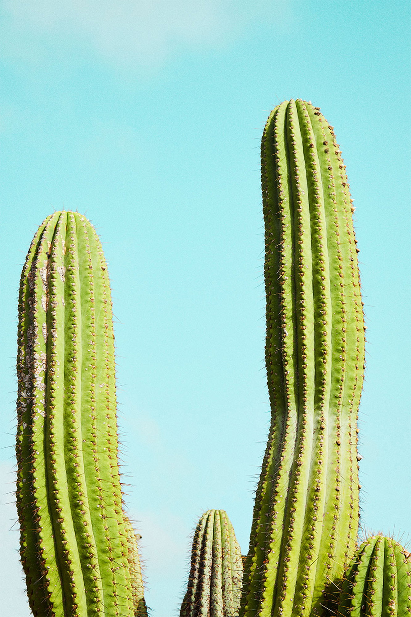 Cactusland no. 2