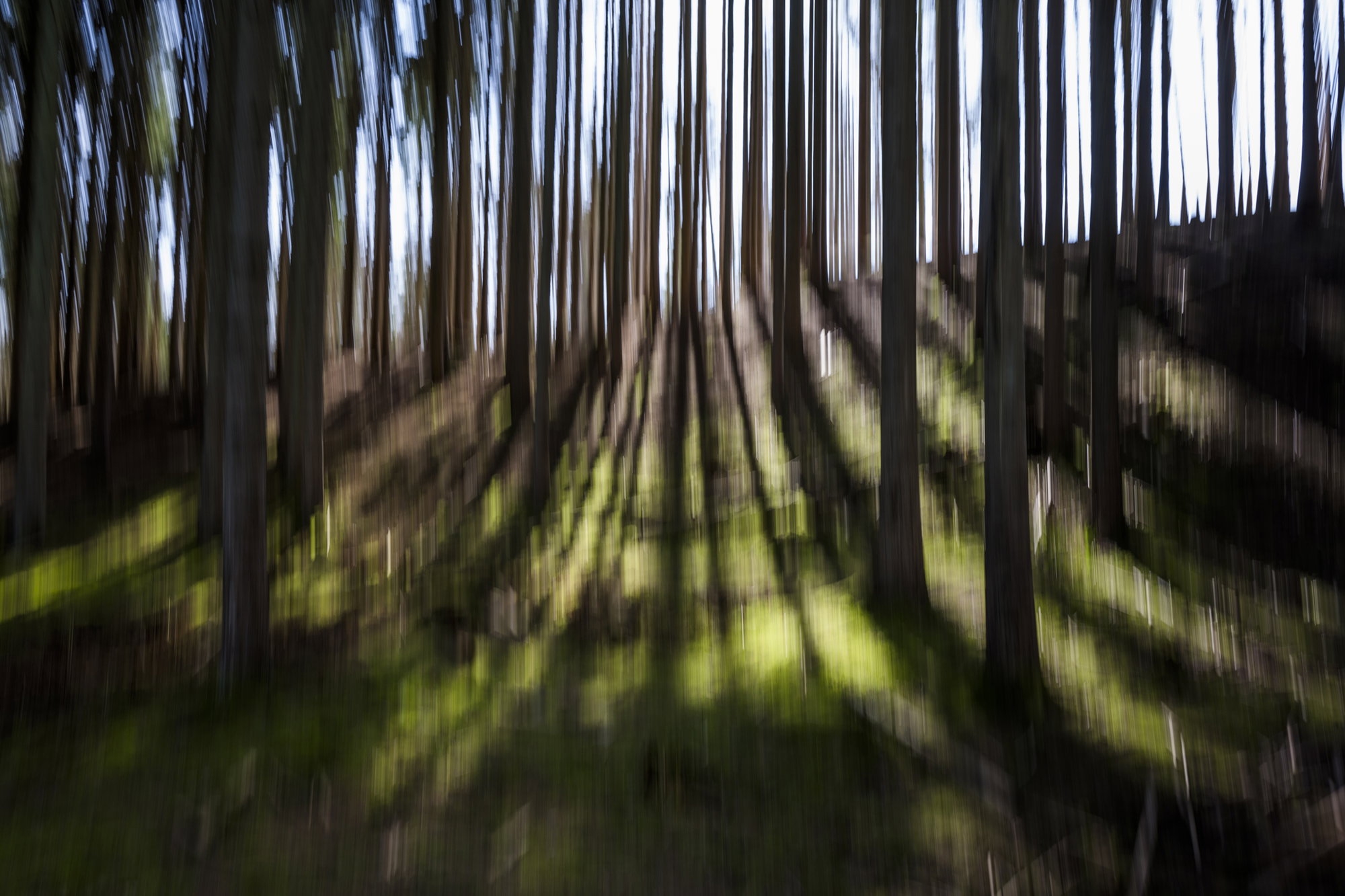 Light Through Trees