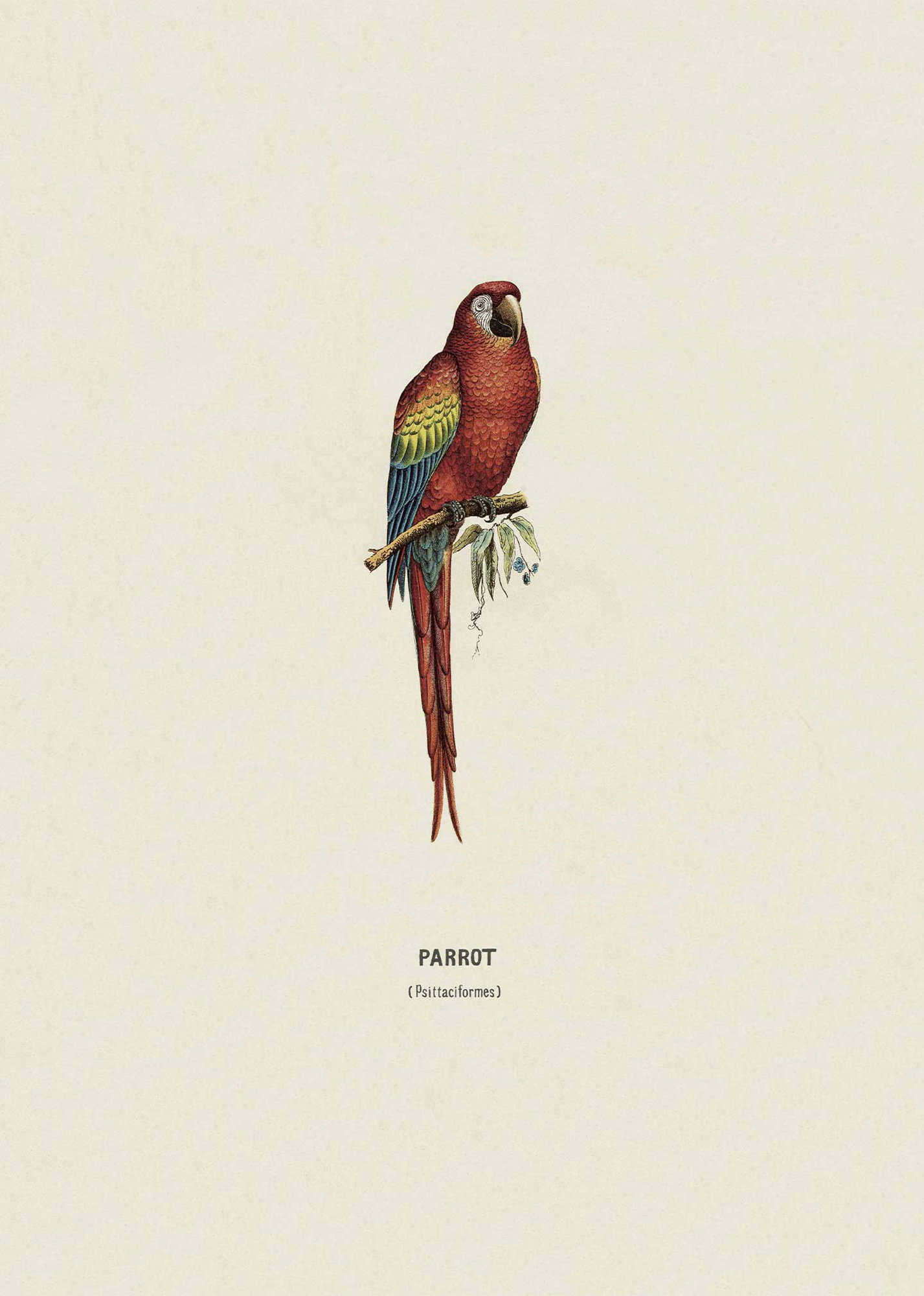 Parrot