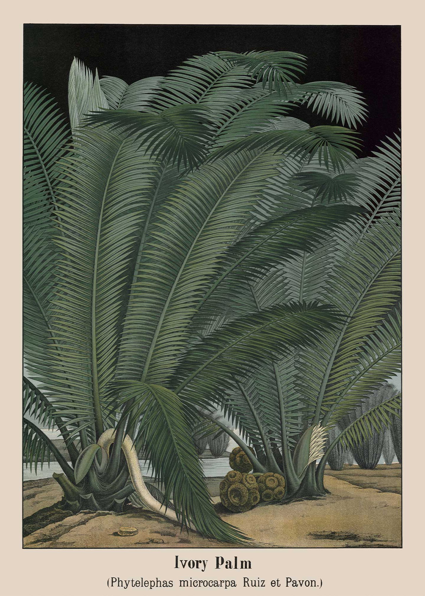 Ivory Palm