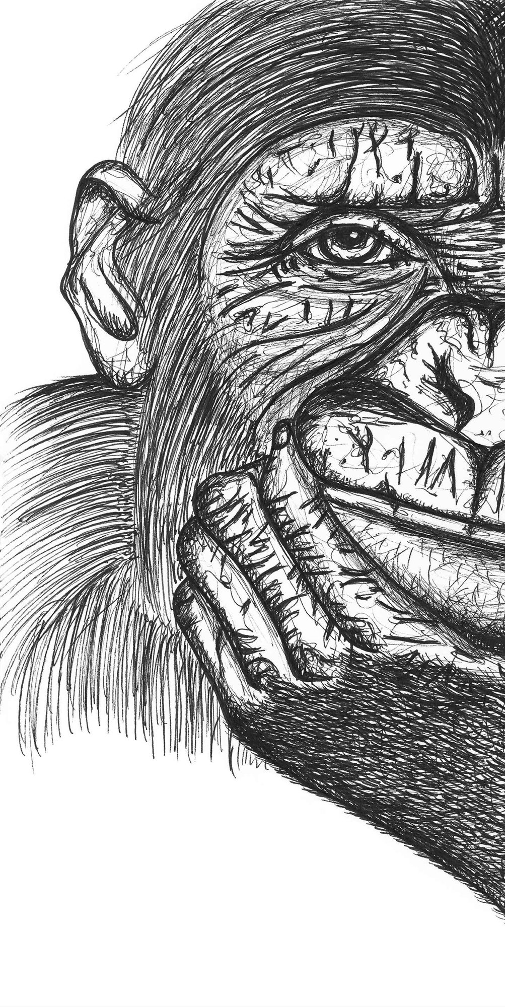 Chimpansen Hector