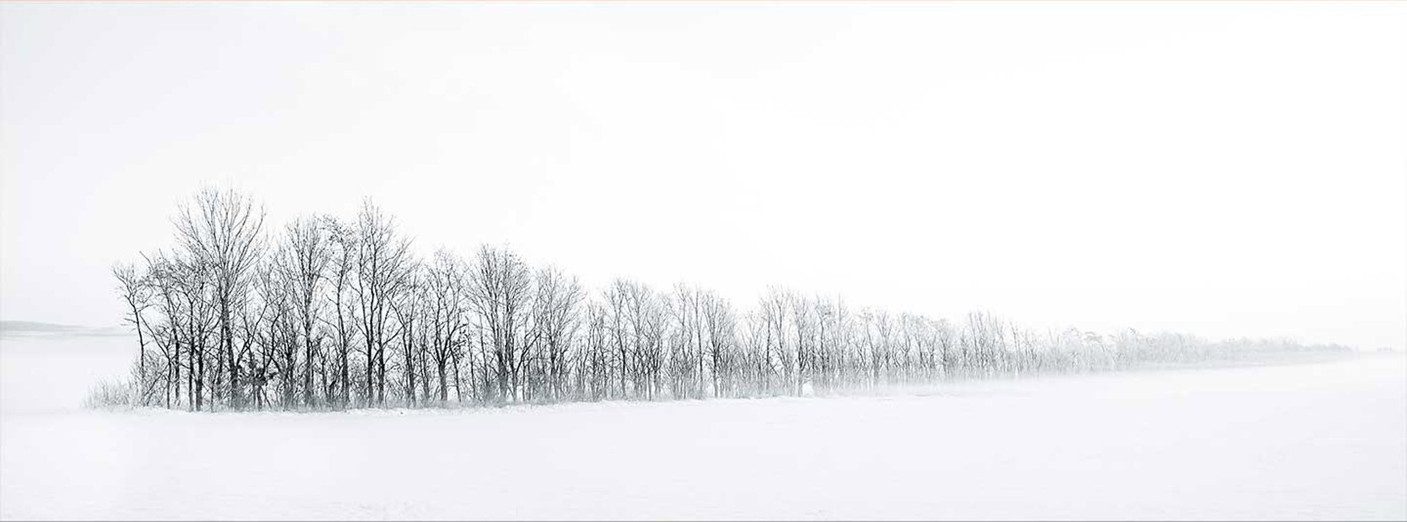 Winter trees