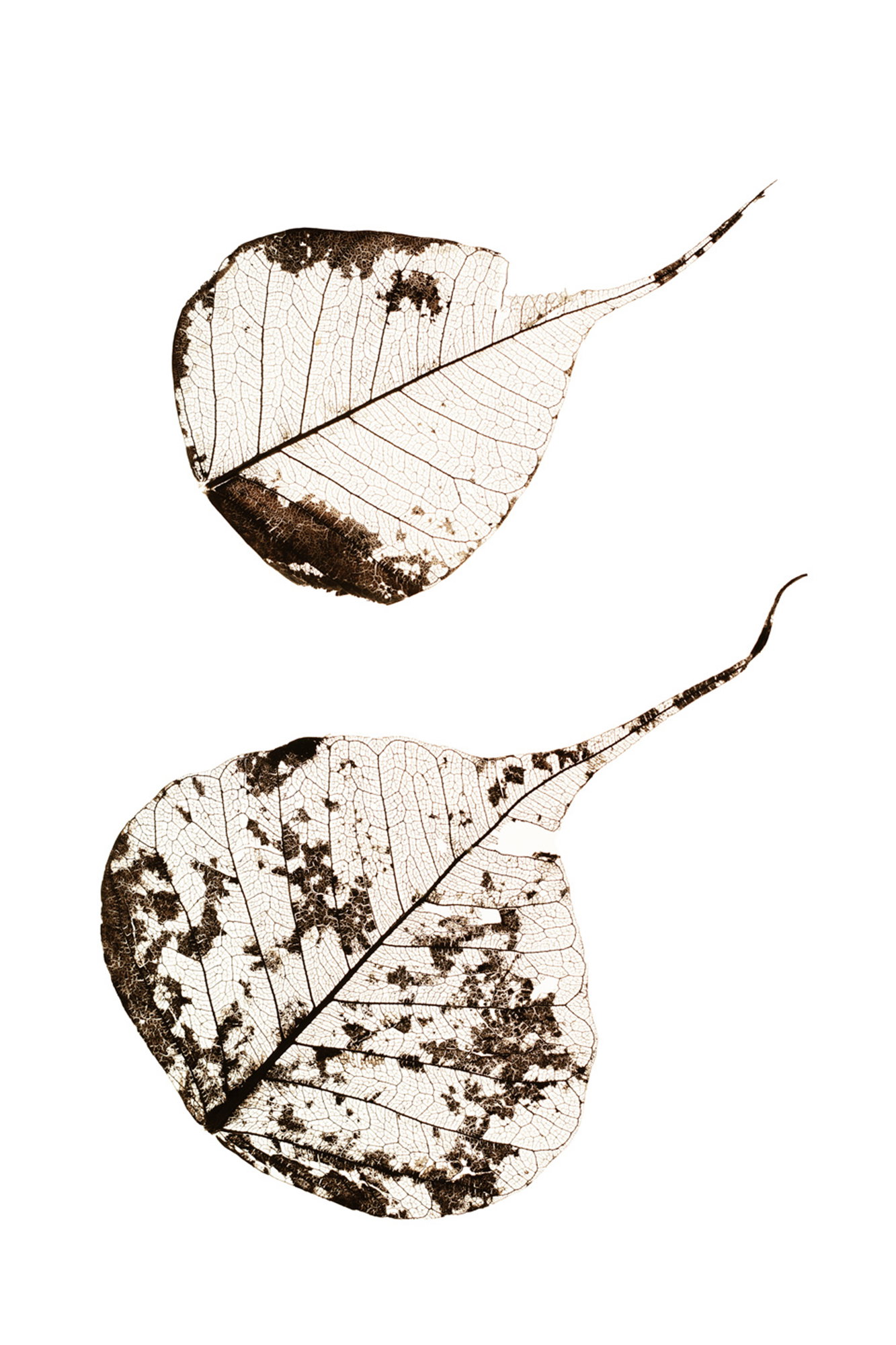 Fallen Leaves #2