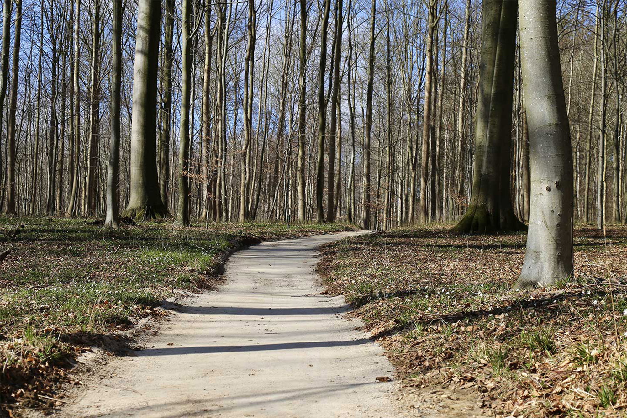 Skovsti