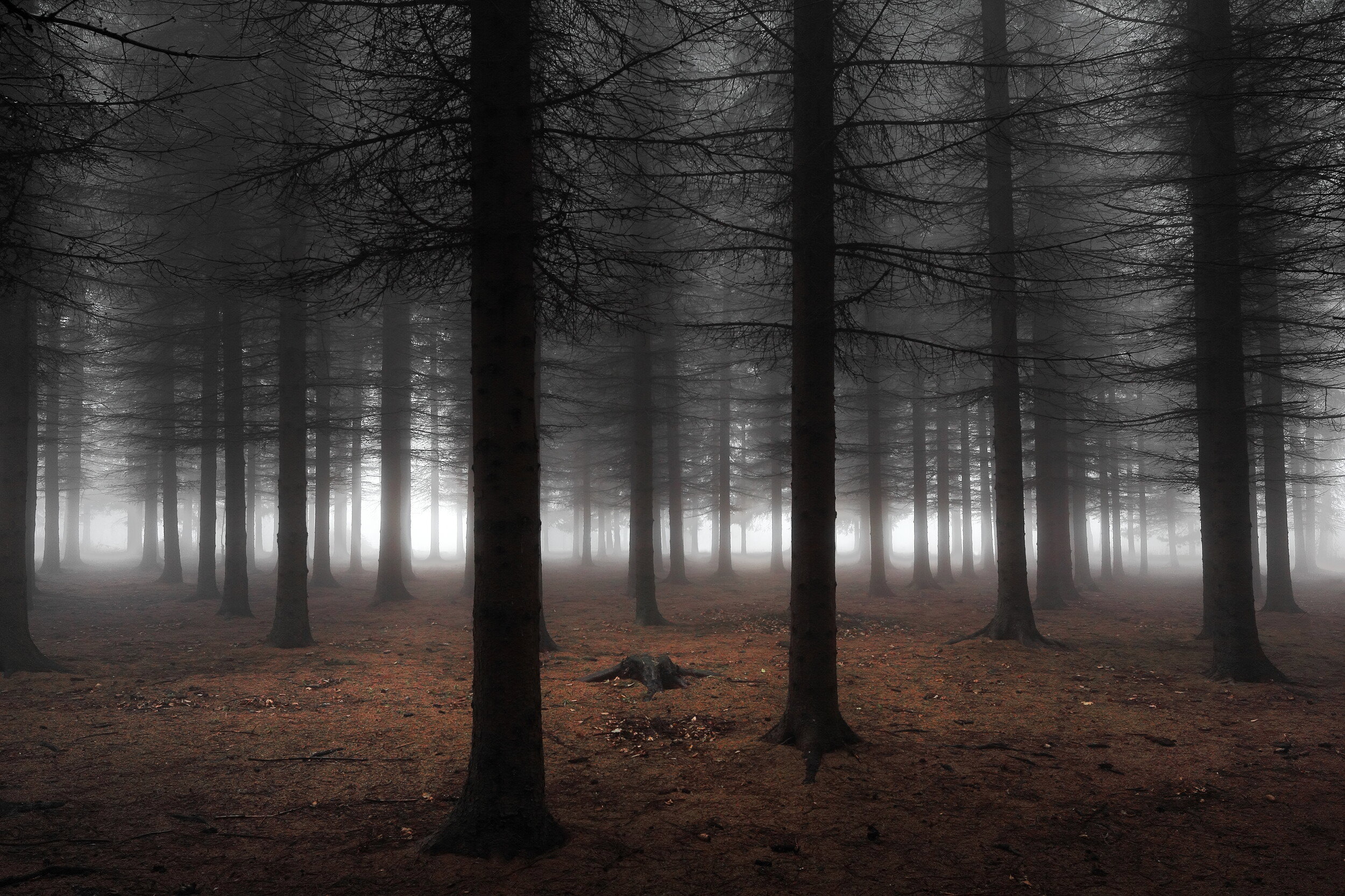 Deep Forest Mist