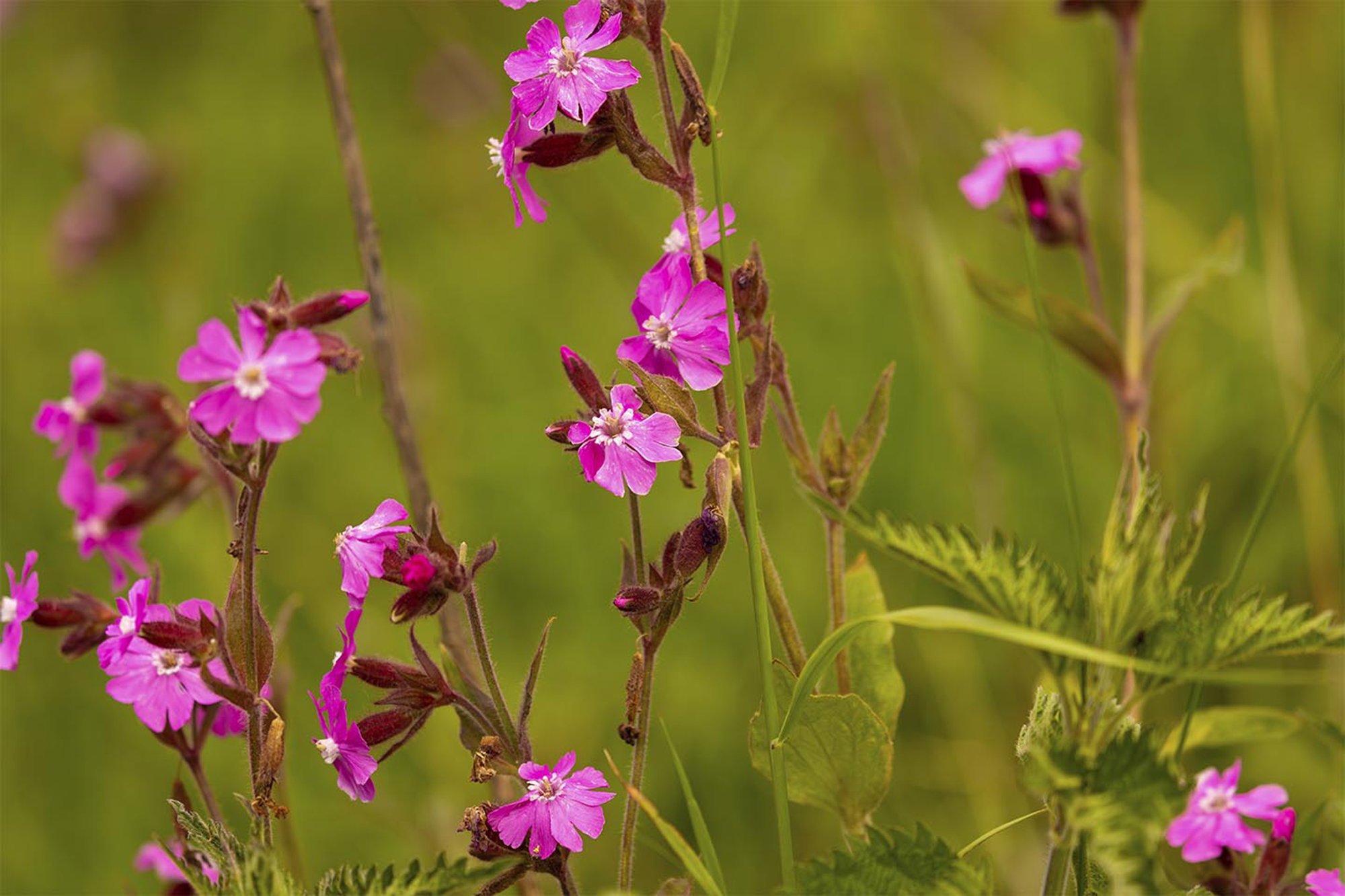 En smuk samling blomster