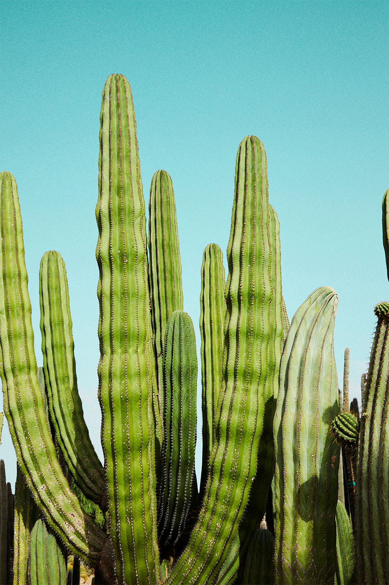 Cactusland no. 3