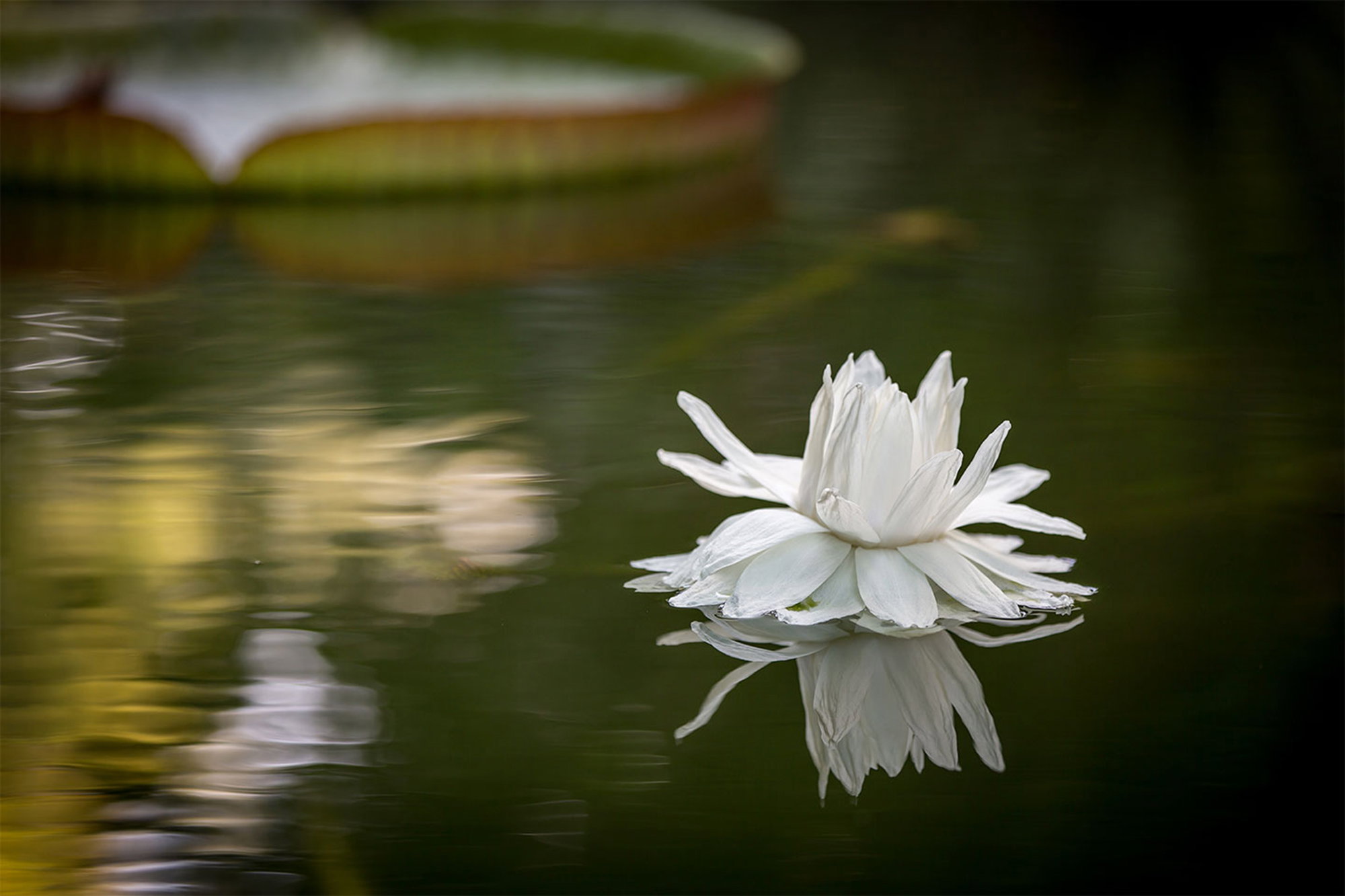 Water flower