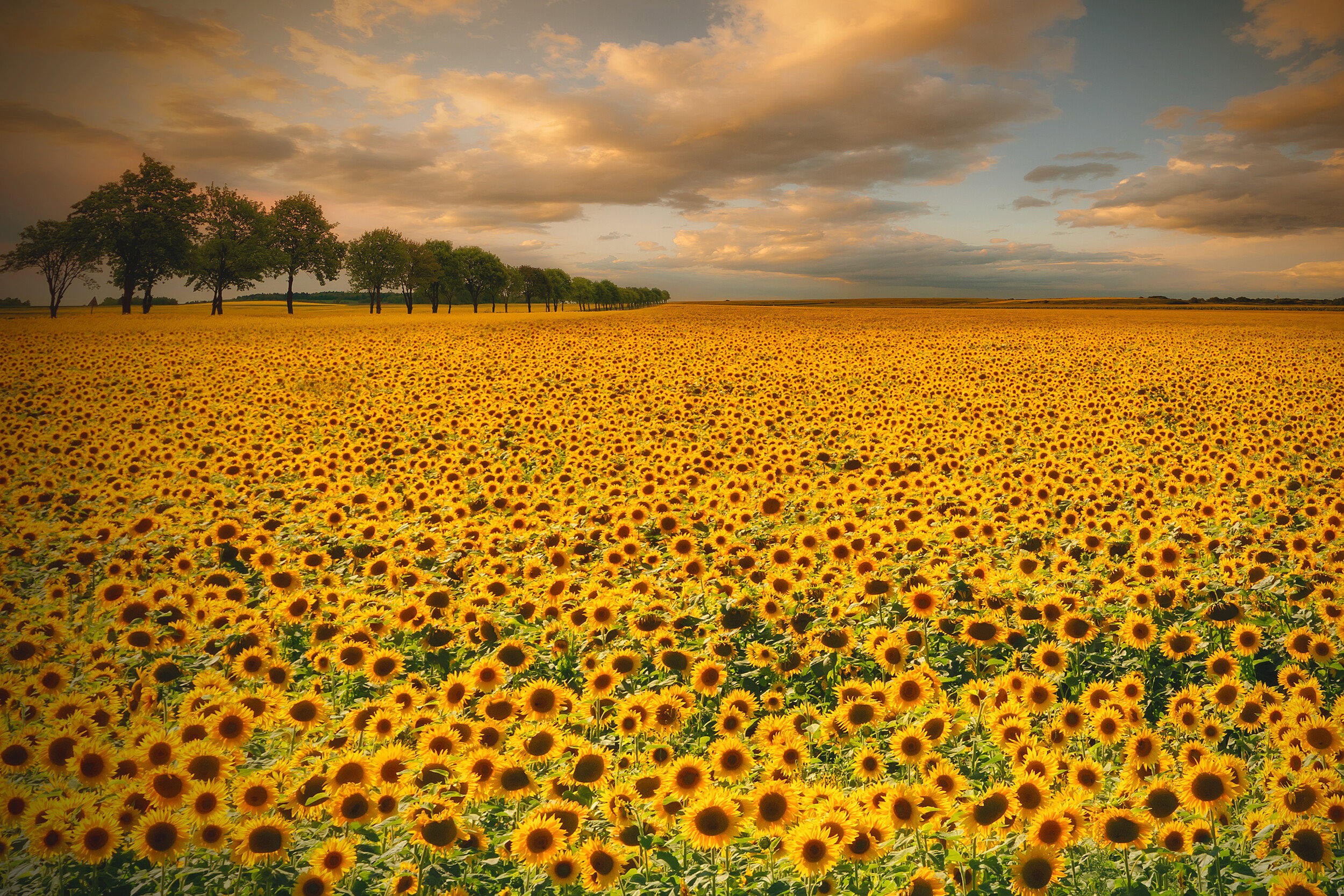 Golden Sunflower Field