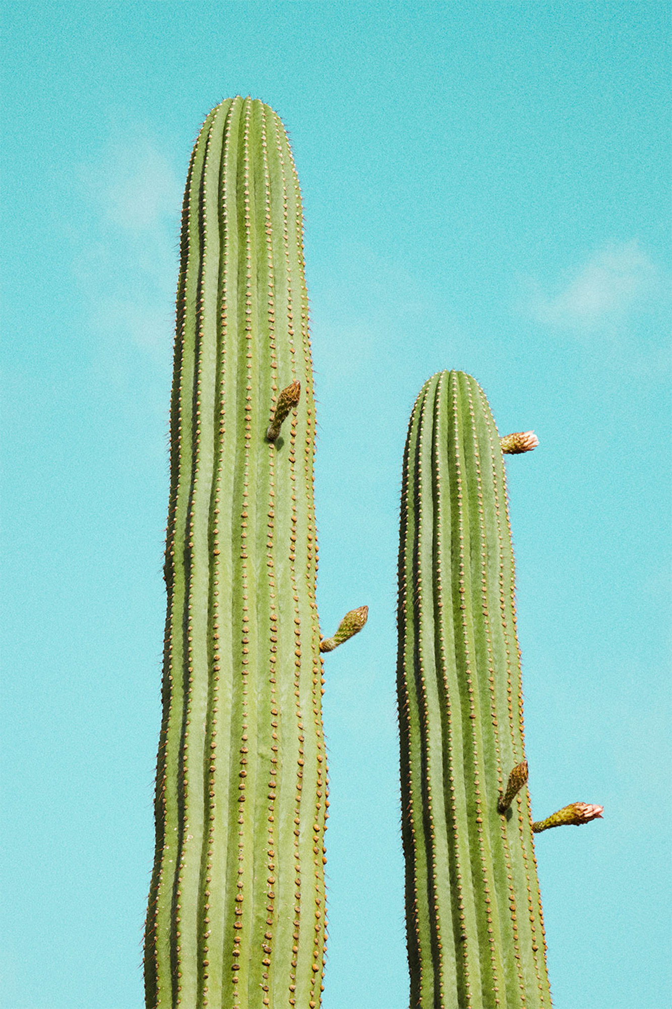 Cactusland no. 4
