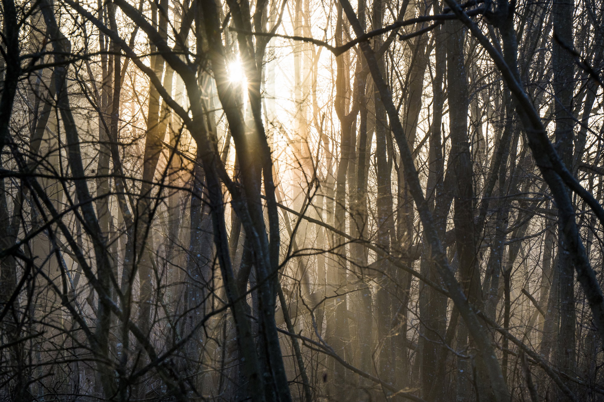 Misty Morningsun