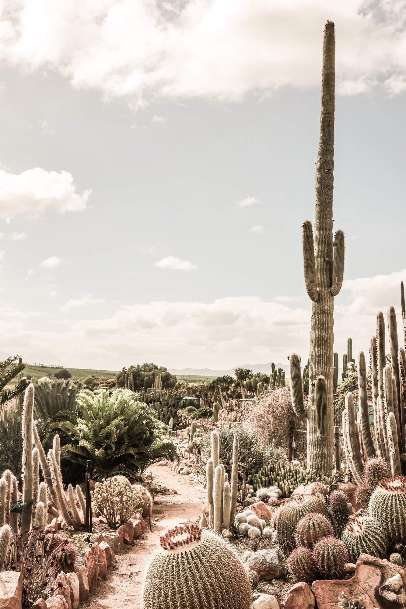 Cactus Farm